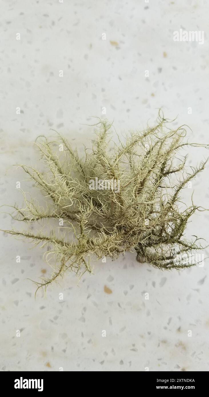 Bristly Beard Lichen (Usnea hirta) Fungi Stock Photo