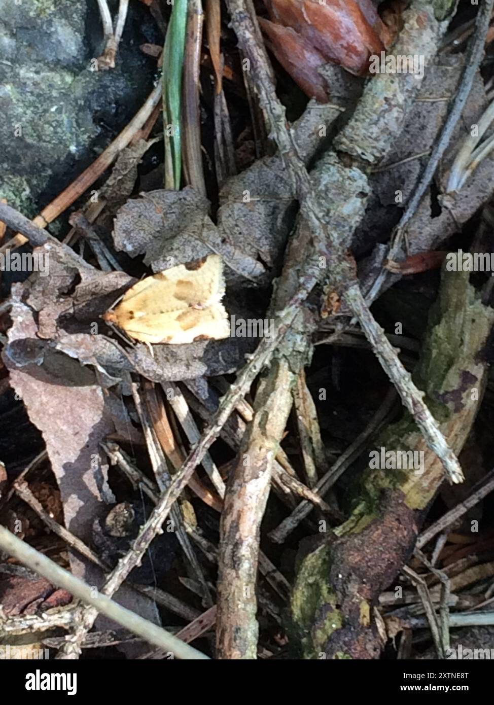 Paramesia Small Straw Twist (Paramesia gnomana) Insecta Stock Photo - Alamy