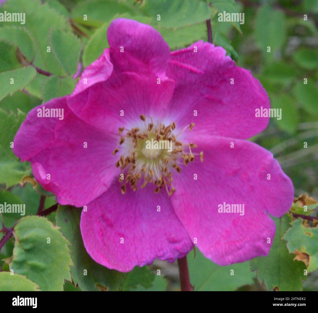 Alpine Rose (Rosa pendulina) Plantae Stock Photo - Alamy