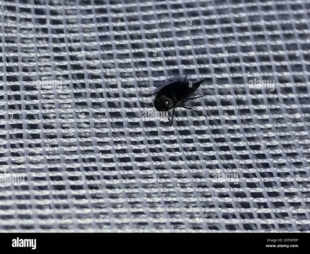 Tumbling Flower Beetles (Mordellidae) Insecta Stock Photo - Alamy