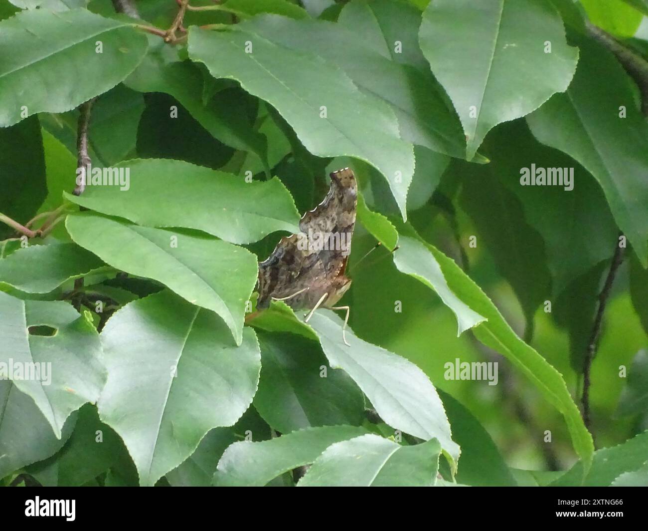Questioning Insects Question Mark (Polygonia interrogationis) Insecta Stock Photo - Alamy