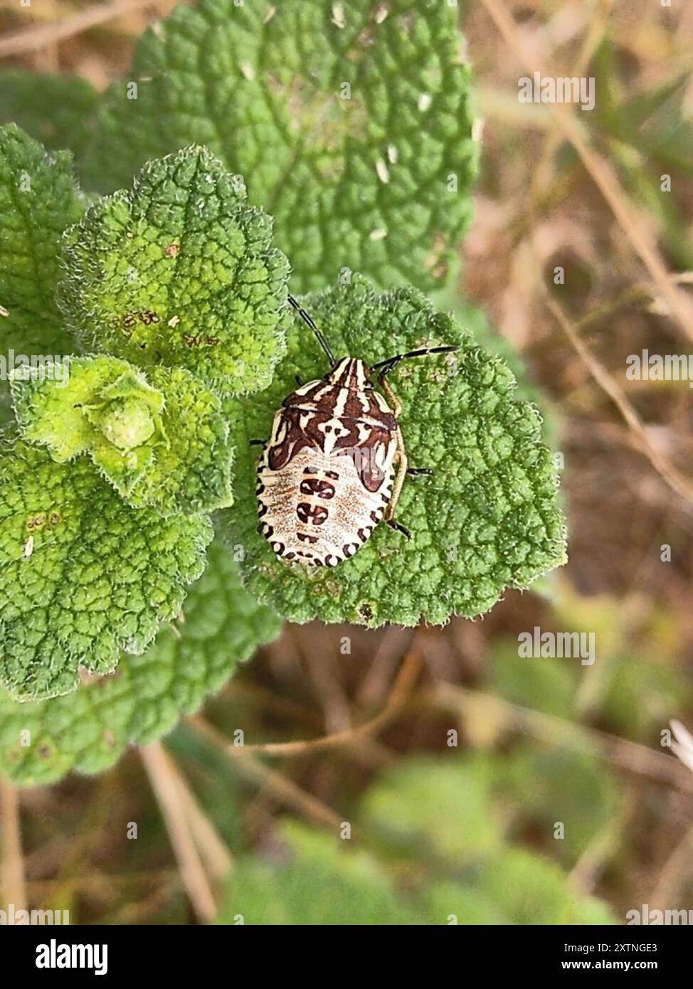 Black shouldered shieldbug hi-res stock photography and images - Alamy