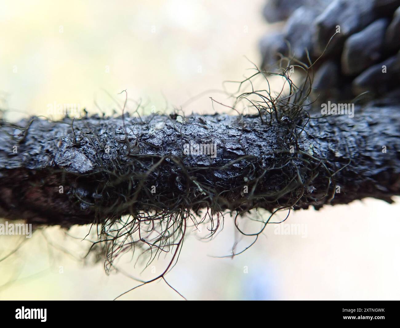 Horsehair Lichens (Bryoria) Fungi Stock Photo