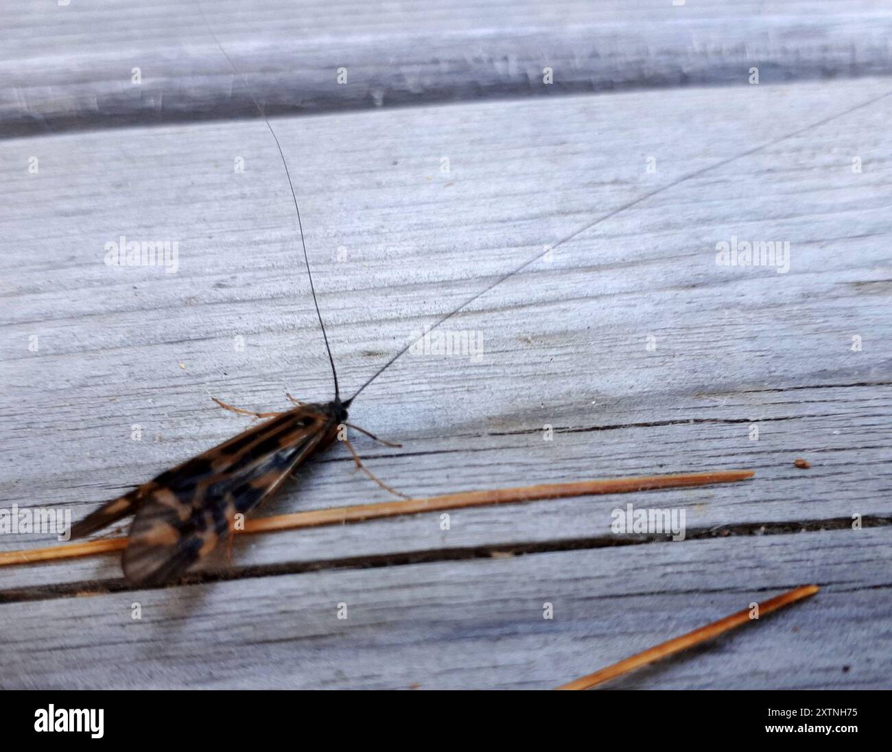 Zabre Insecte Zebra Caddisfly (Macrostemum zebratum) Insecta Stock Photo - Alamy