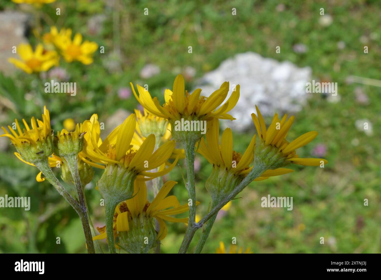 Alpine ragwort (Jacobaea alpina) Plantae Stock Photo - Alamy
