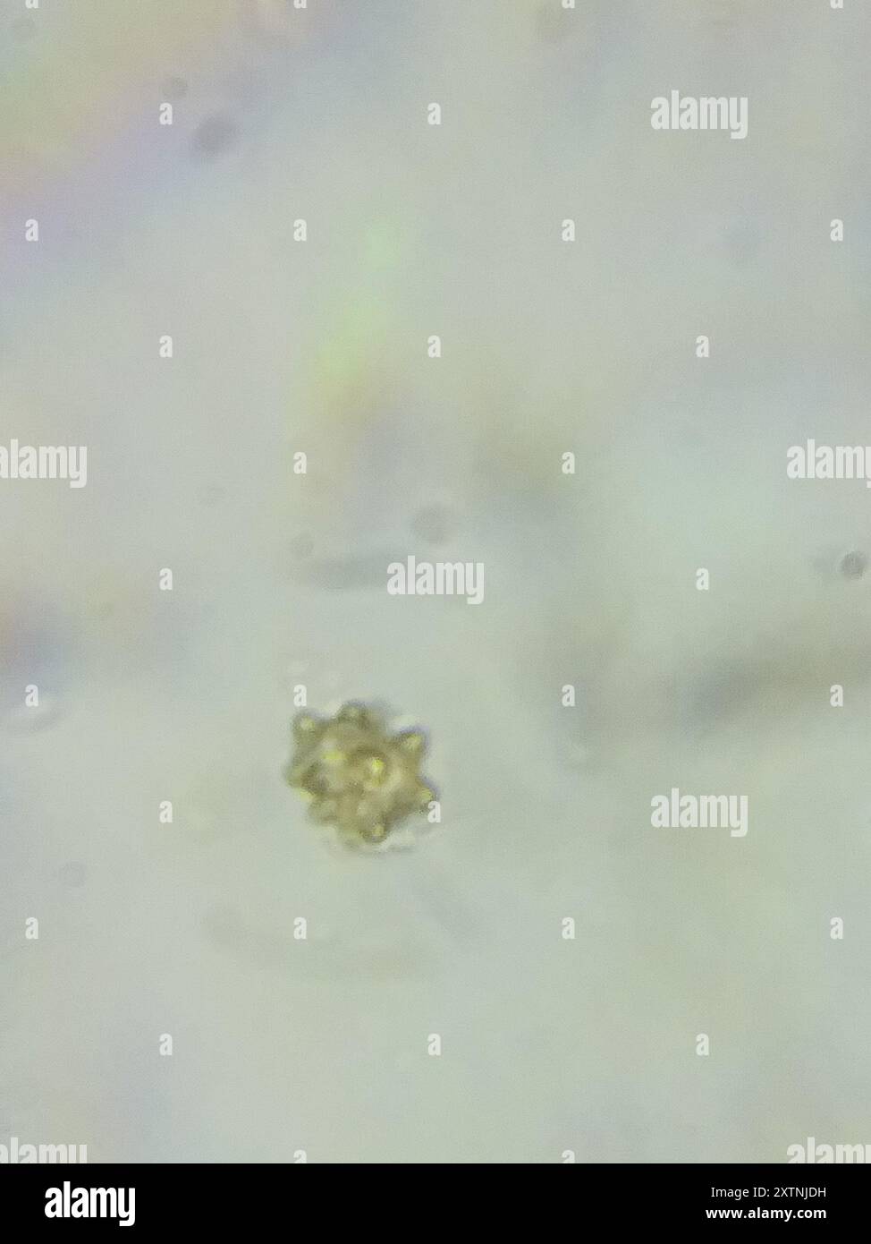 Fiber Caps (Inocybe) Fungi Stock Photo - Alamy