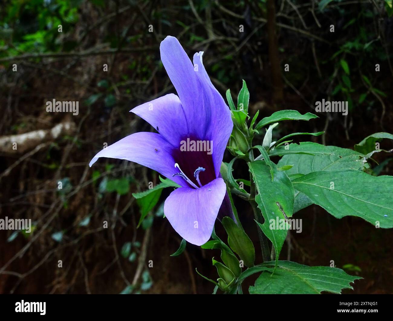 (Barleria involucrata) Plantae Stock Photo Alamy