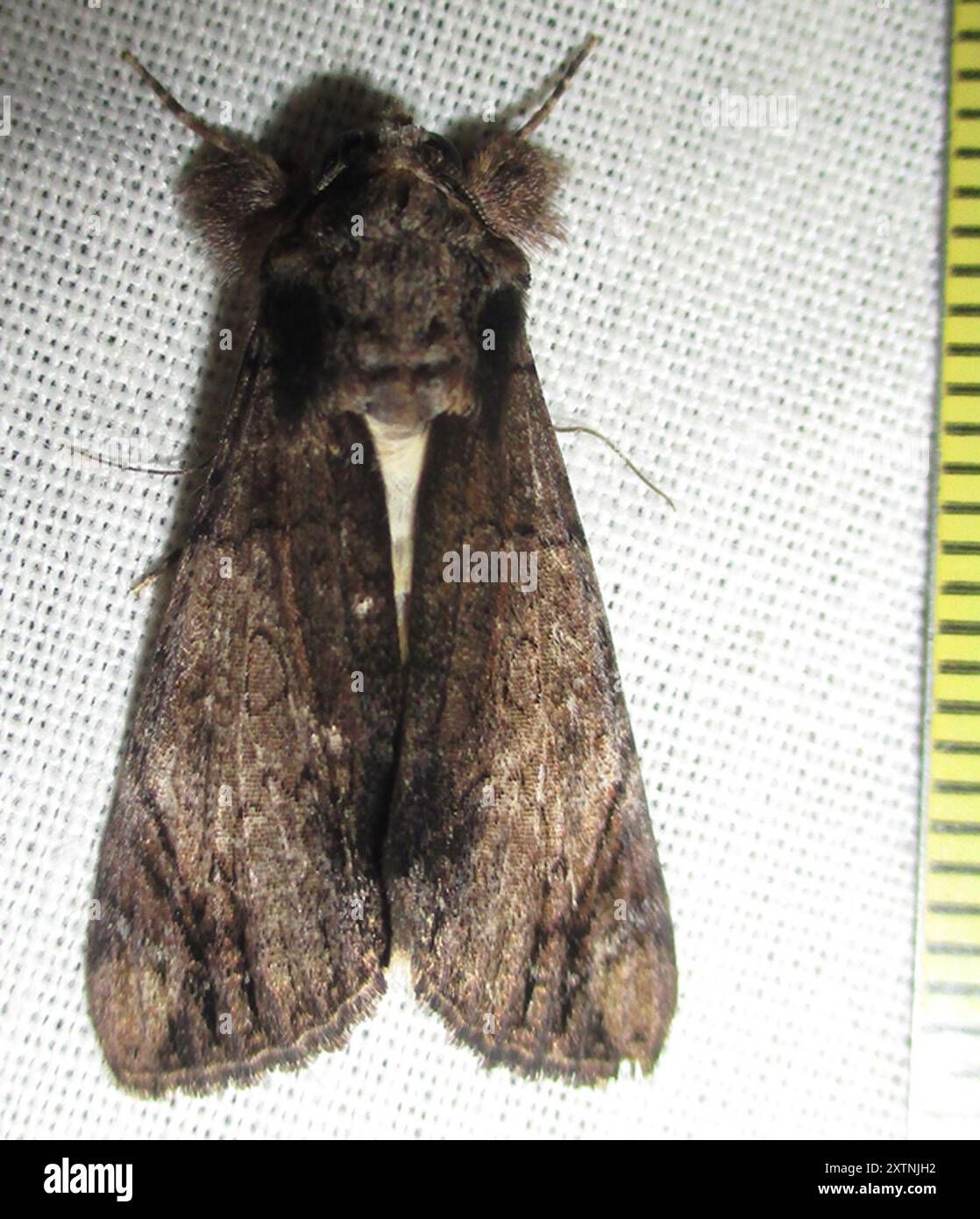 Tip Insect Cream Lichen Underwing (Ulotrichopus tinctipennis) Insecta Stock Photo ...