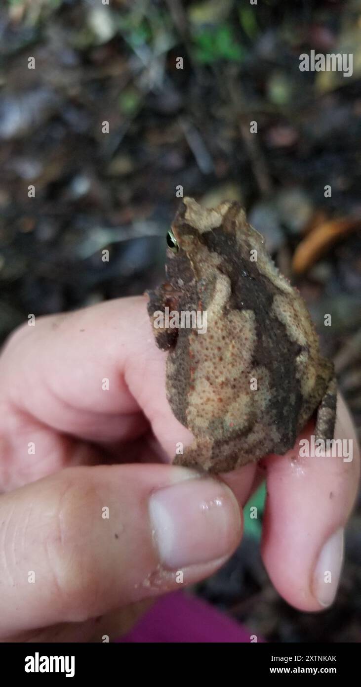 Forest Toad (Rhinella alata) Amphibia Stock Photo - Alamy