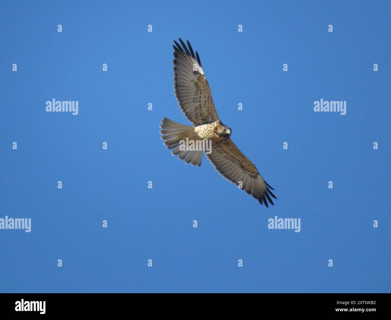 Variable Hawk (Geranoaetus polyosoma) Aves Stock Photo - Alamy