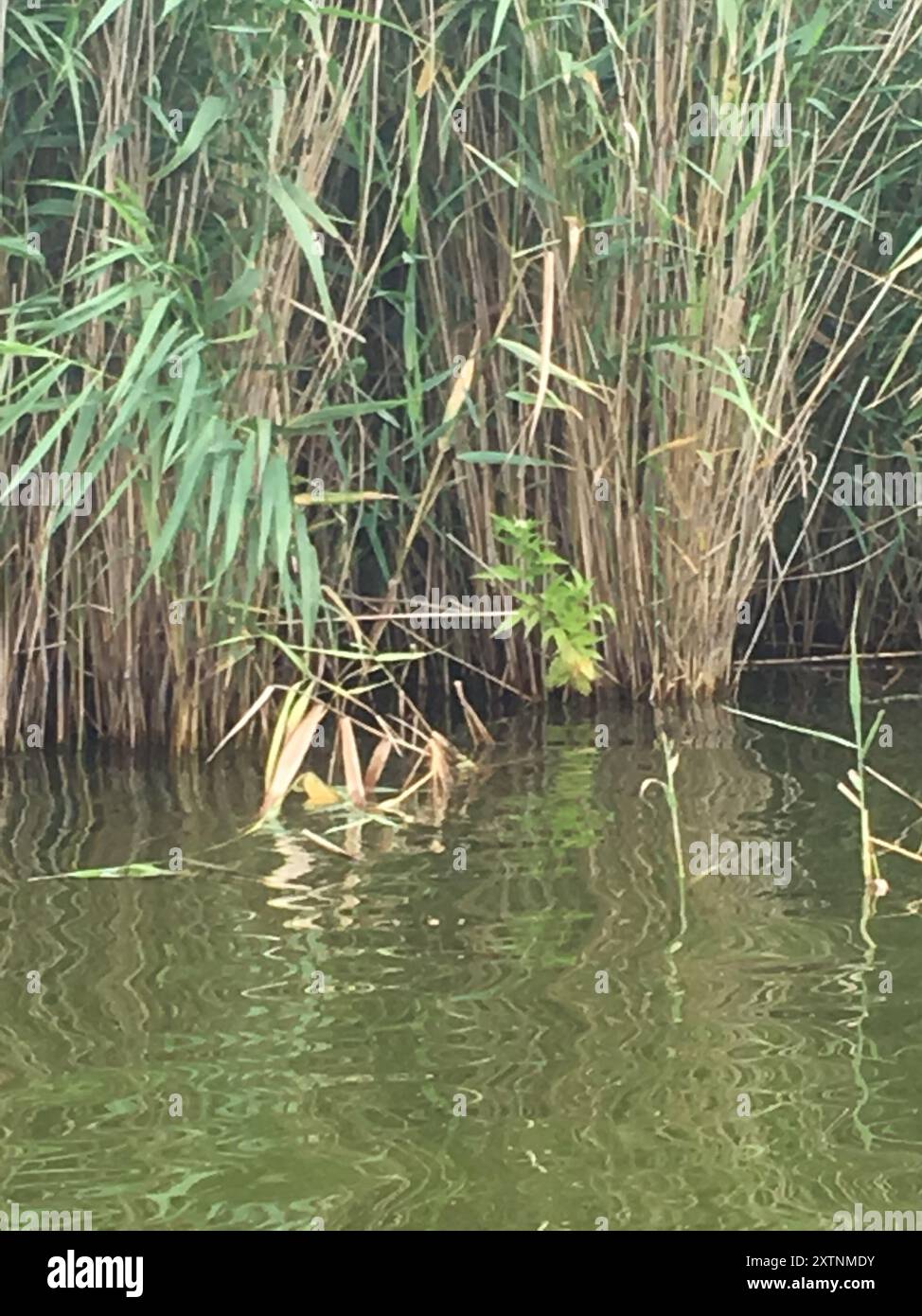 European reed (Phragmites australis australis) Plantae Stock Photo - Alamy