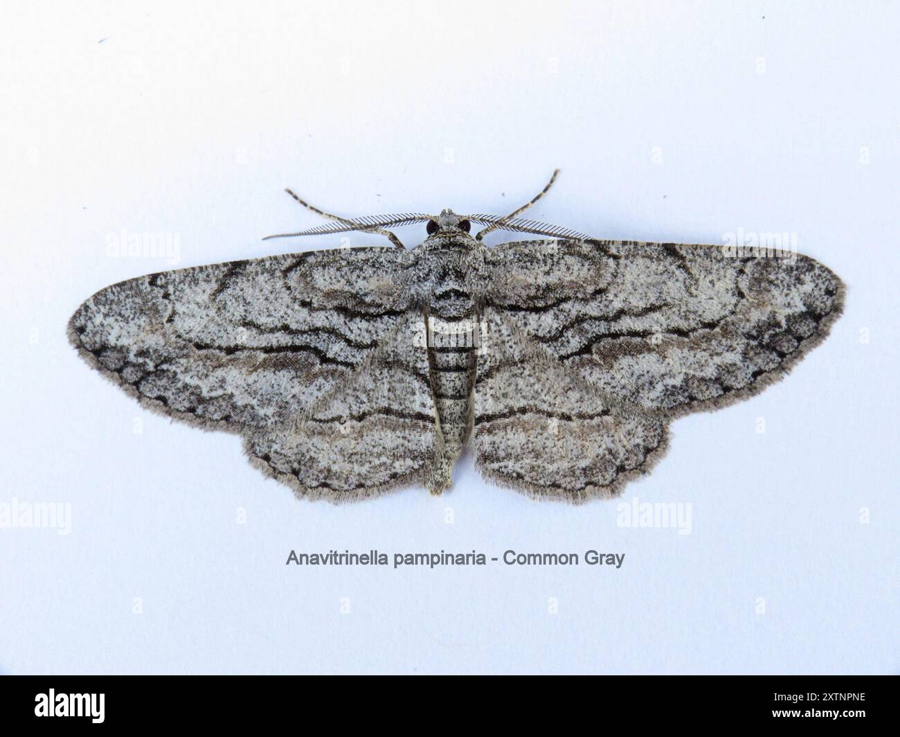 North American Common Gray (Anavitrinella pampinaria) Insecta Stock ...