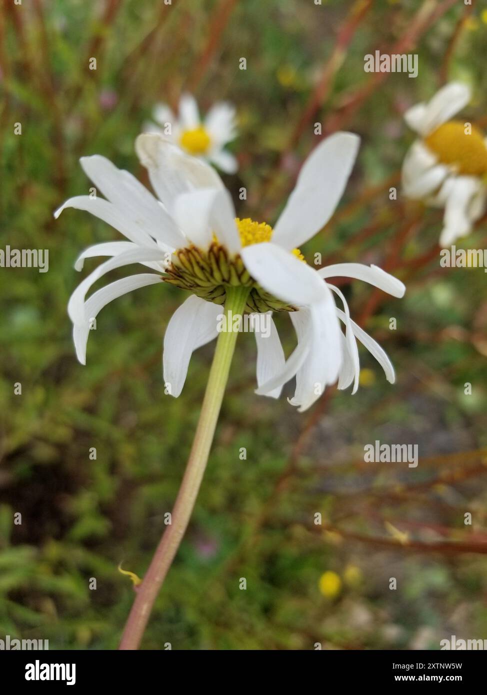 oxeye daisy (Leucanthemum vulgare) Plantae Stock Photo - Alamy