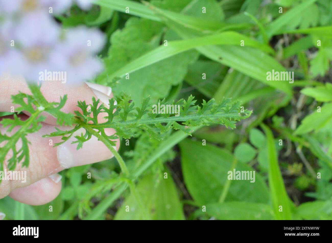 Pink Rose Yarrow (Achillea roseoalba) Plantae Stock Photo