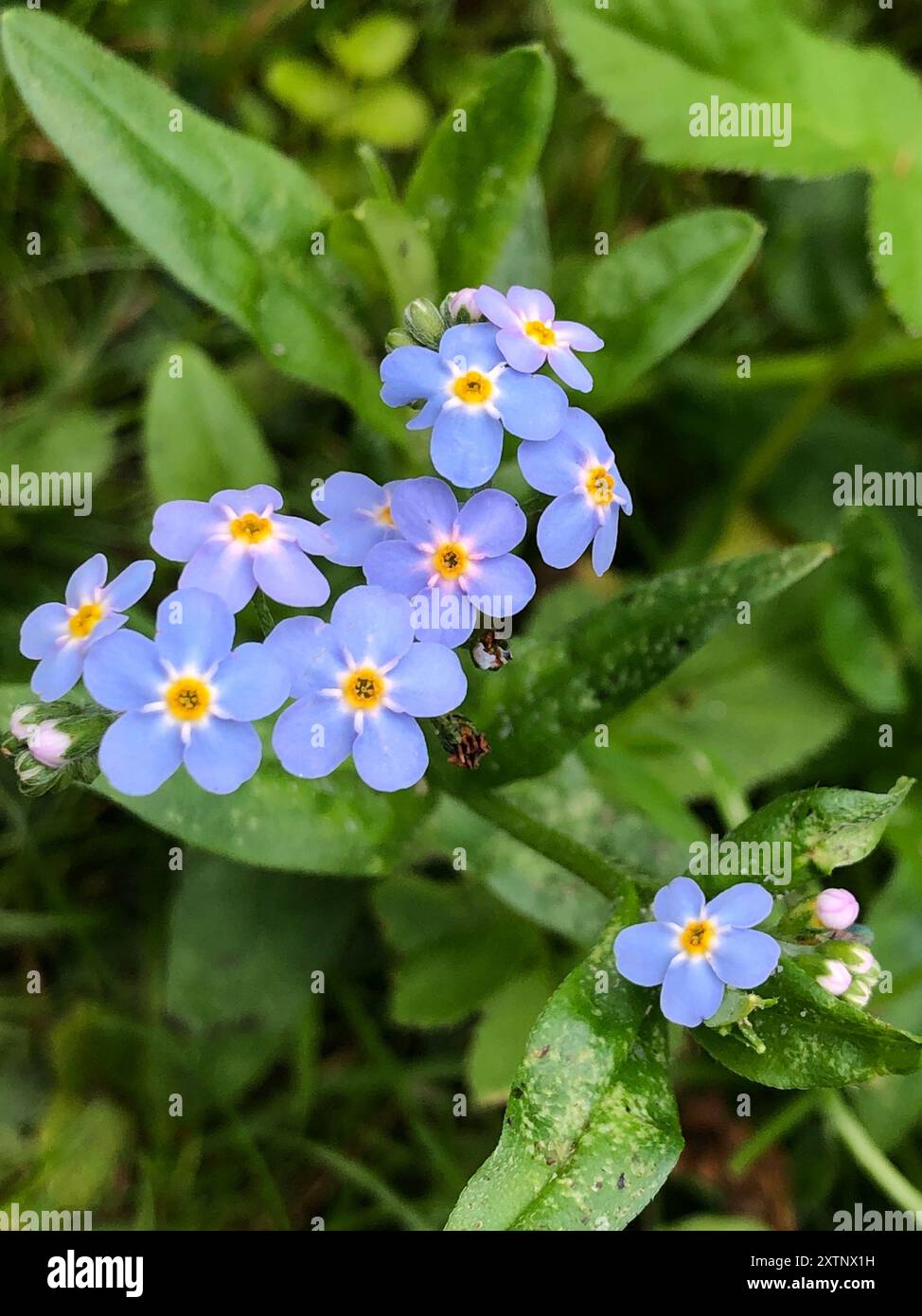 Surprising Forgetmenots Myosotis Scorpioides Gallery