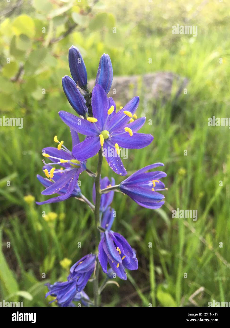 small camas (Camassia quamash) Plantae Stock Photo - Alamy