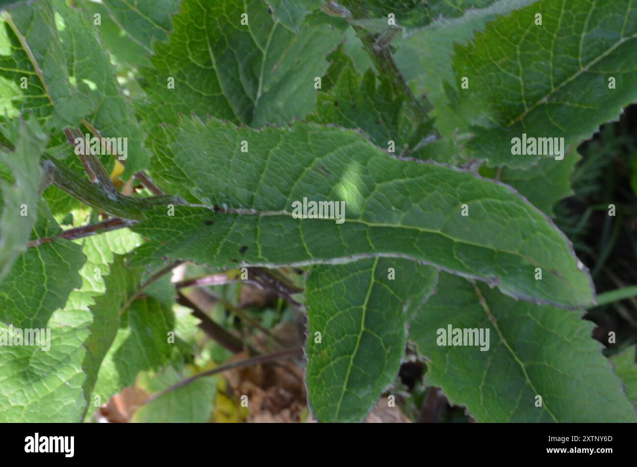 Alpine ragwort (Jacobaea alpina) Plantae Stock Photo - Alamy