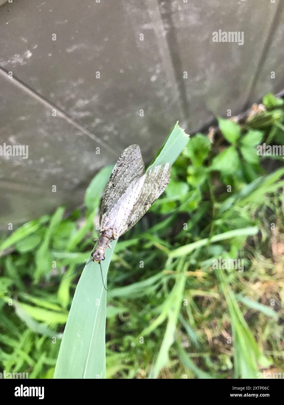 Spring and Summer Fishflies (Chauliodes) Insecta Stock Photo - Alamy
