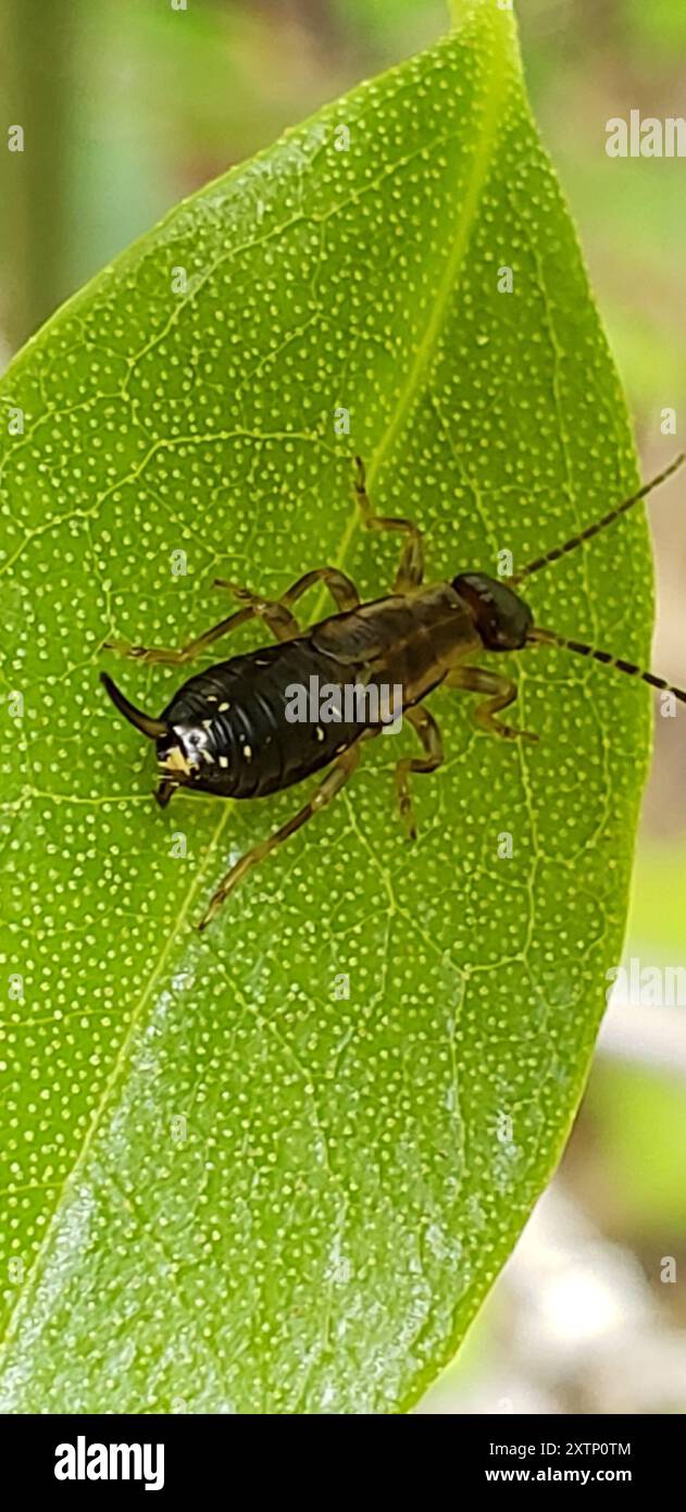 European Earwig Complex (Forficula auricularia) Insecta Stock Photo - Alamy