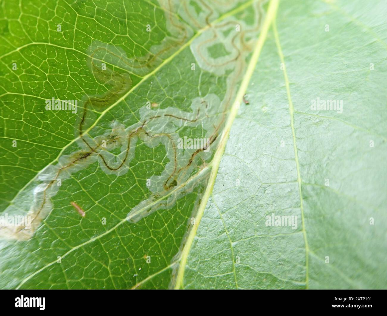Aspen Serpentine Leafminer Moth (Phyllocnistis populiella) Insecta ...