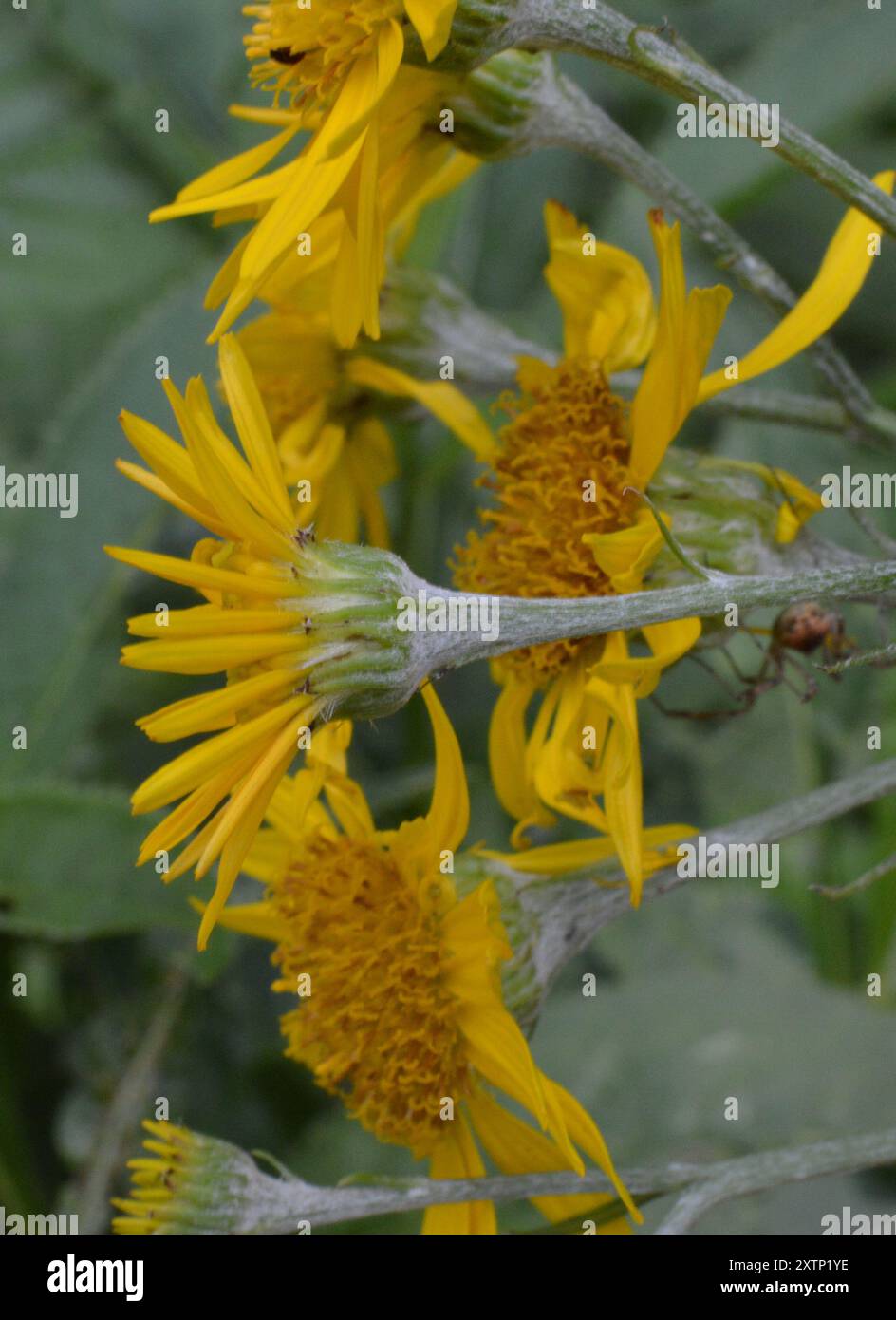 Alpine ragwort (Jacobaea alpina) Plantae Stock Photo - Alamy