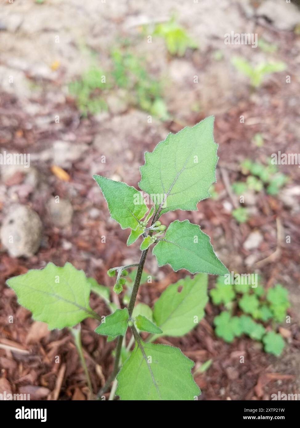 black nightshade (Solanum nigrum) Plantae Stock Photo - Alamy