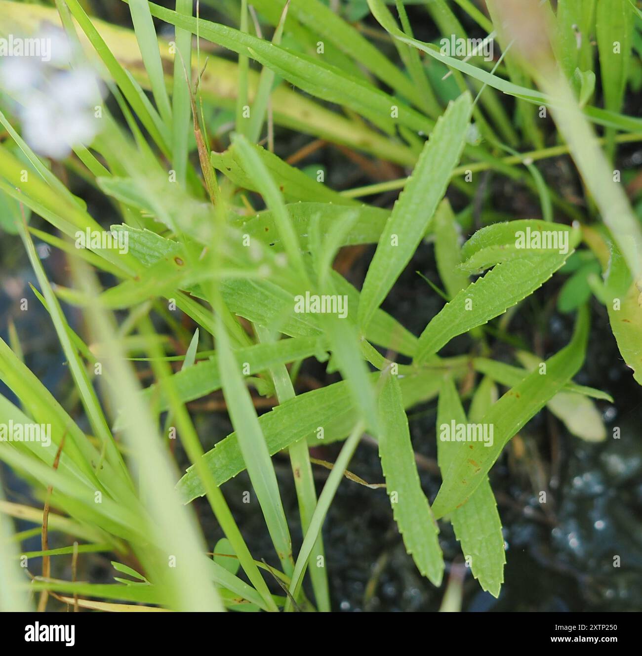 Verbena Simplex Verbena simplex hi-res stock photography and images - Alamy