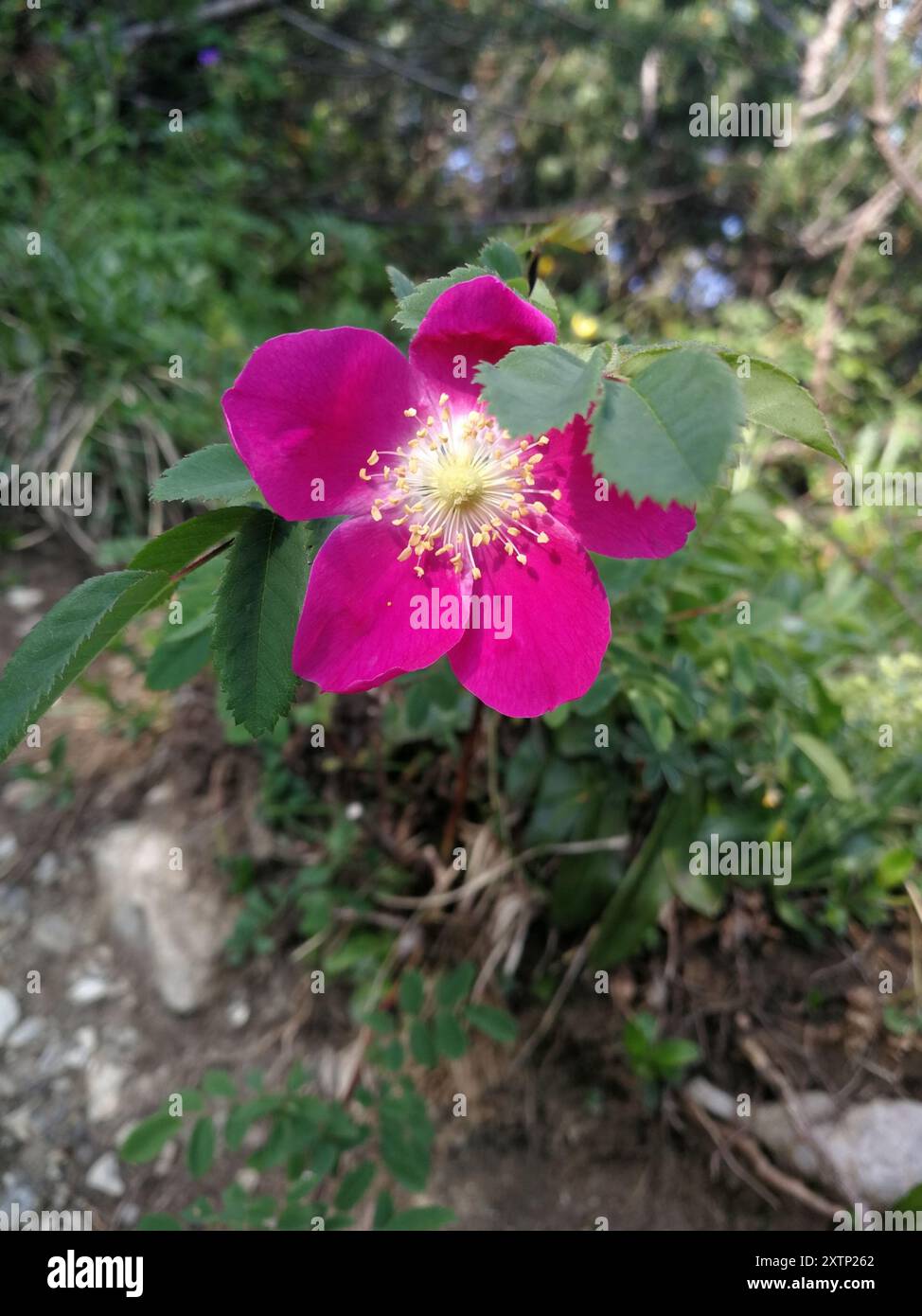 Alpine Rose (Rosa pendulina) Plantae Stock Photo - Alamy