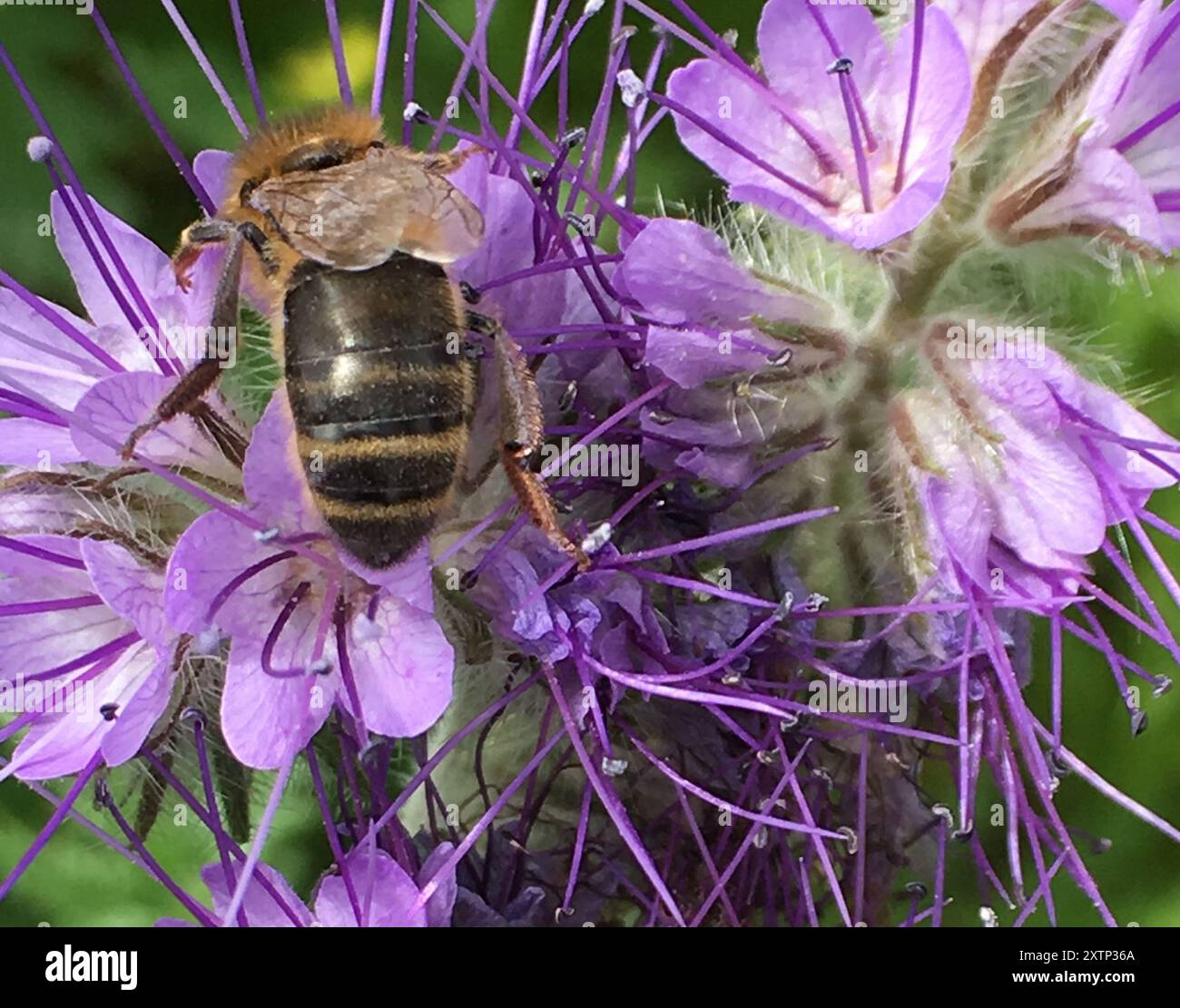 Western Honey Bee (Apis mellifera) Insecta Stock Photo - Alamy