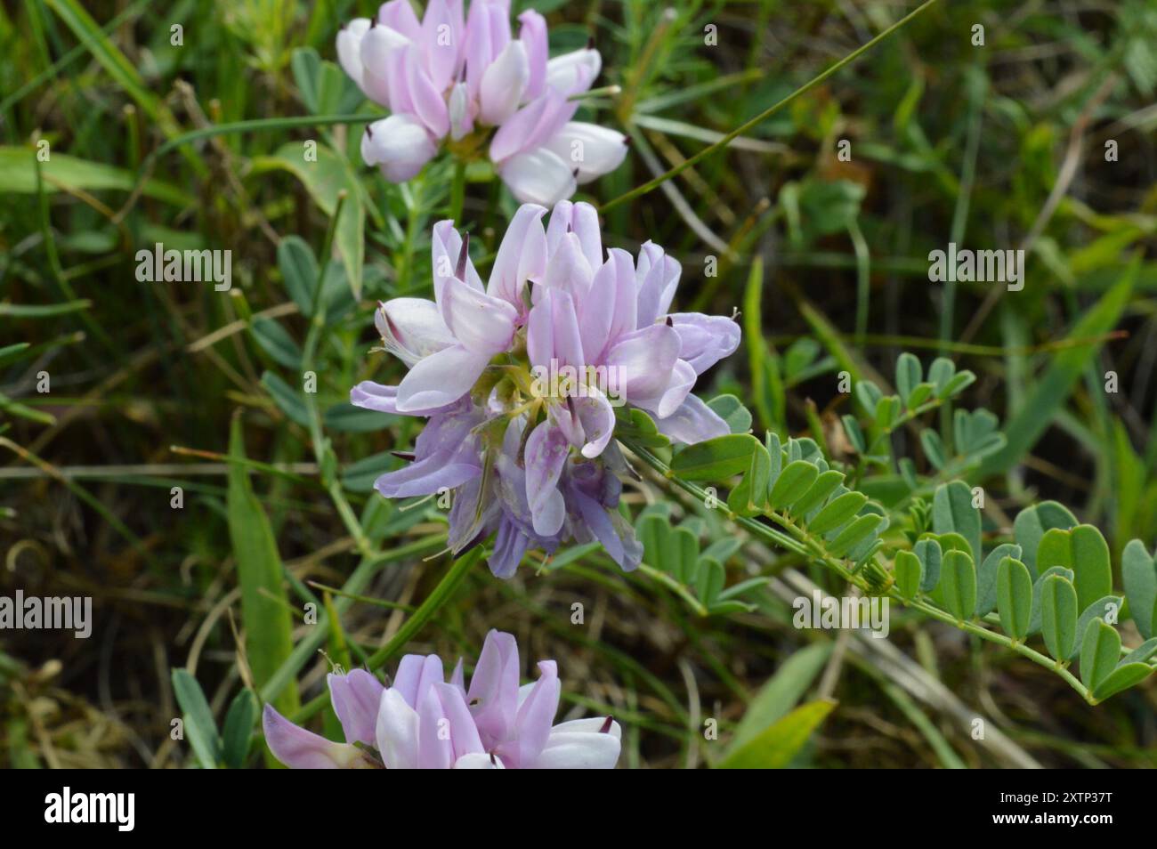 purple crownvetch (Securigera varia) Plantae Stock Photo - Alamy