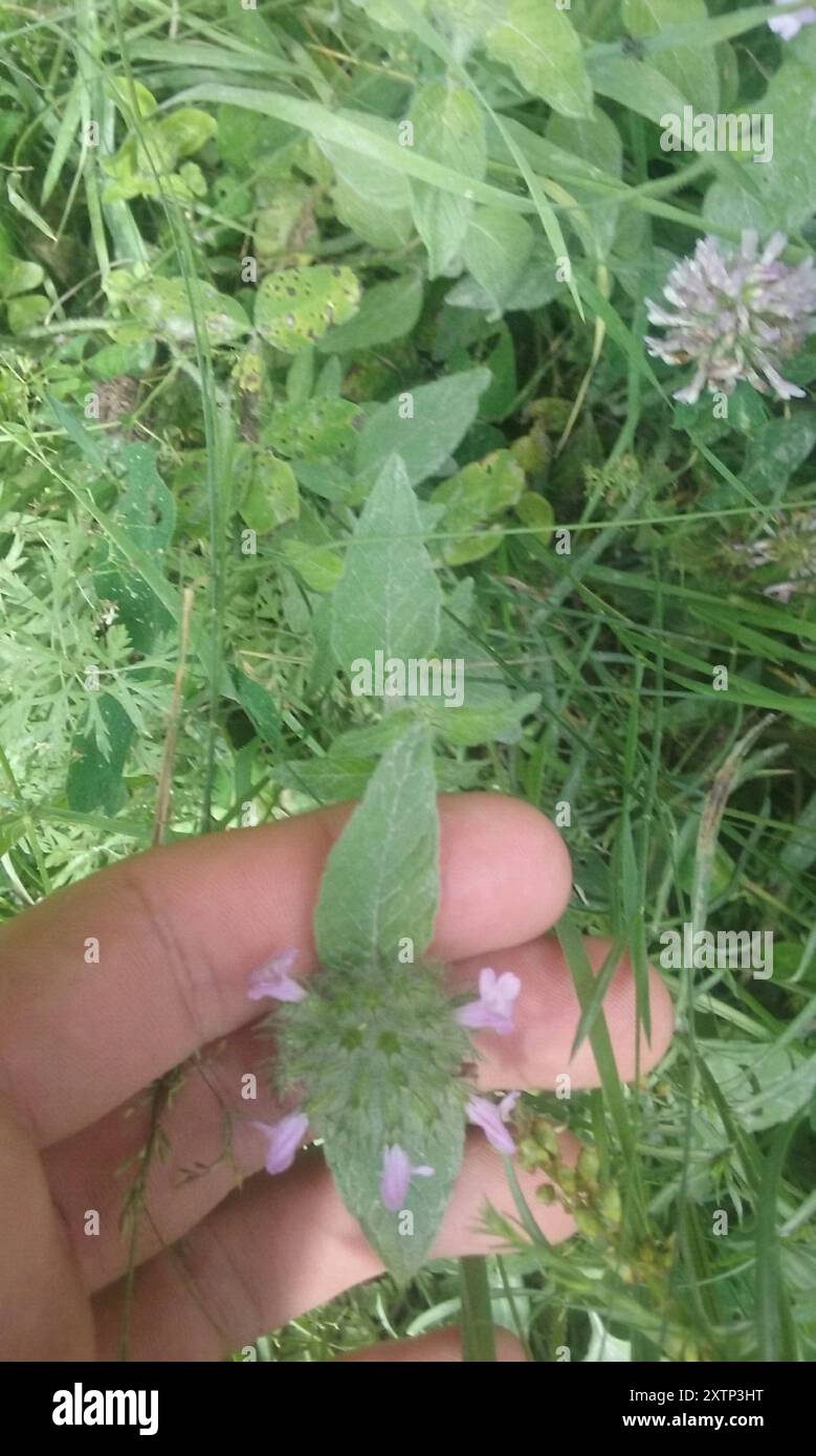 Wild Basil (Clinopodium vulgare) Plantae Stock Photo - Alamy
