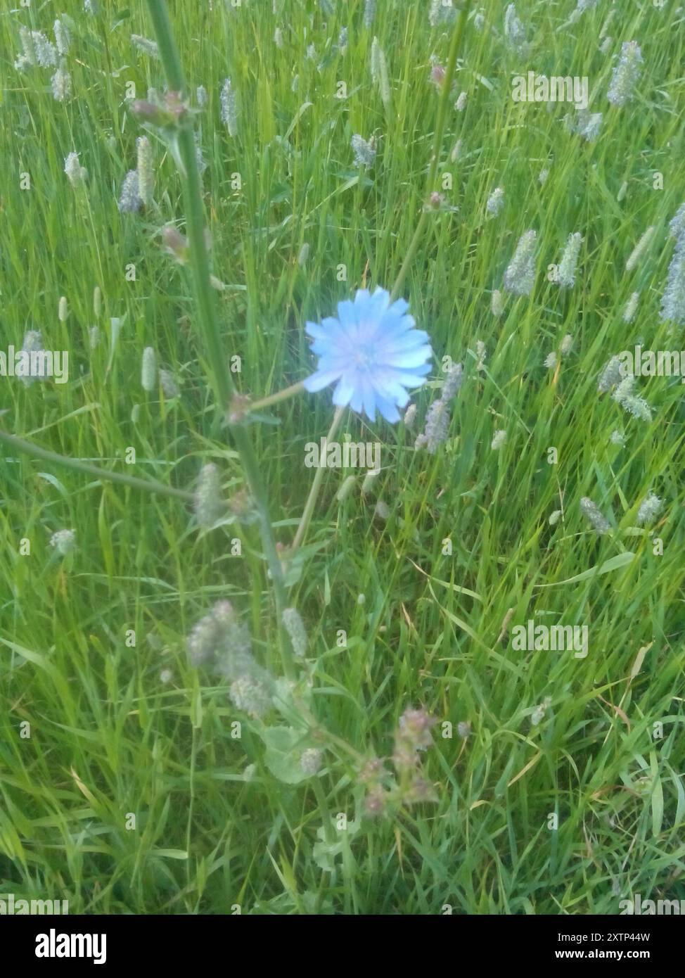 chicory (Cichorium intybus) Plantae Stock Photo - Alamy