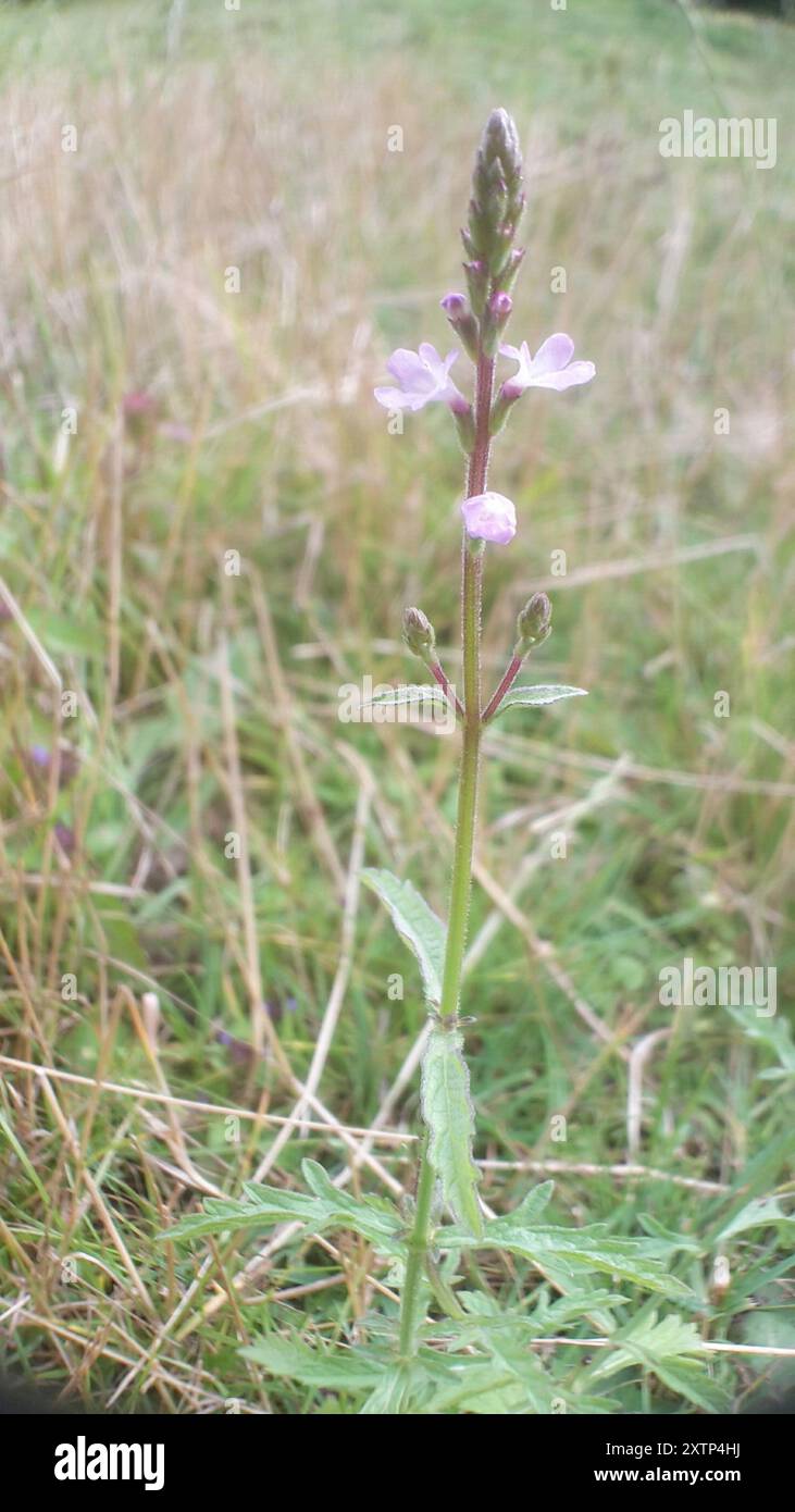 Common vervain (Verbena officinalis) Plantae Stock Photo - Alamy