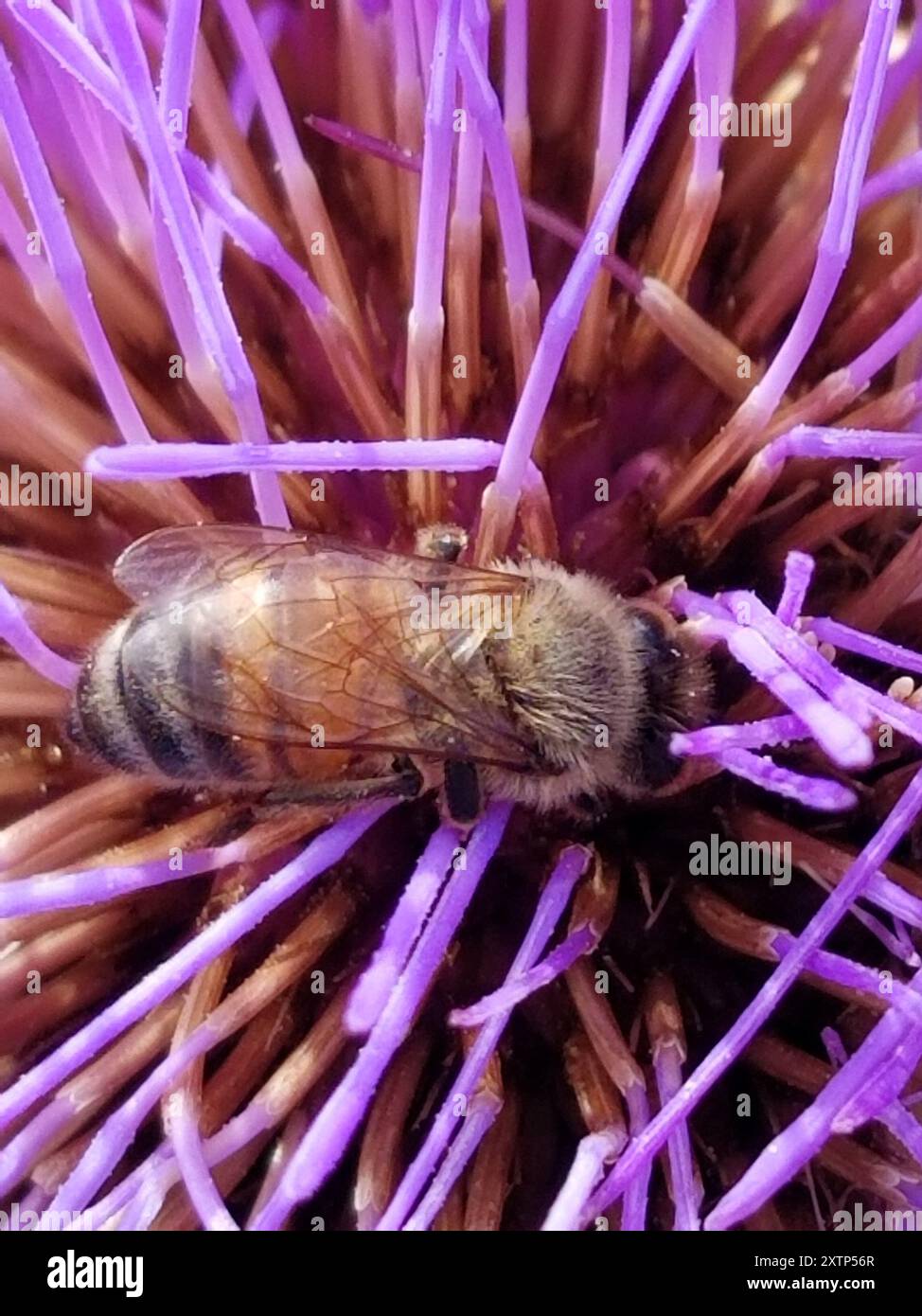 Western Honey Bee (Apis mellifera) Insecta Stock Photo - Alamy