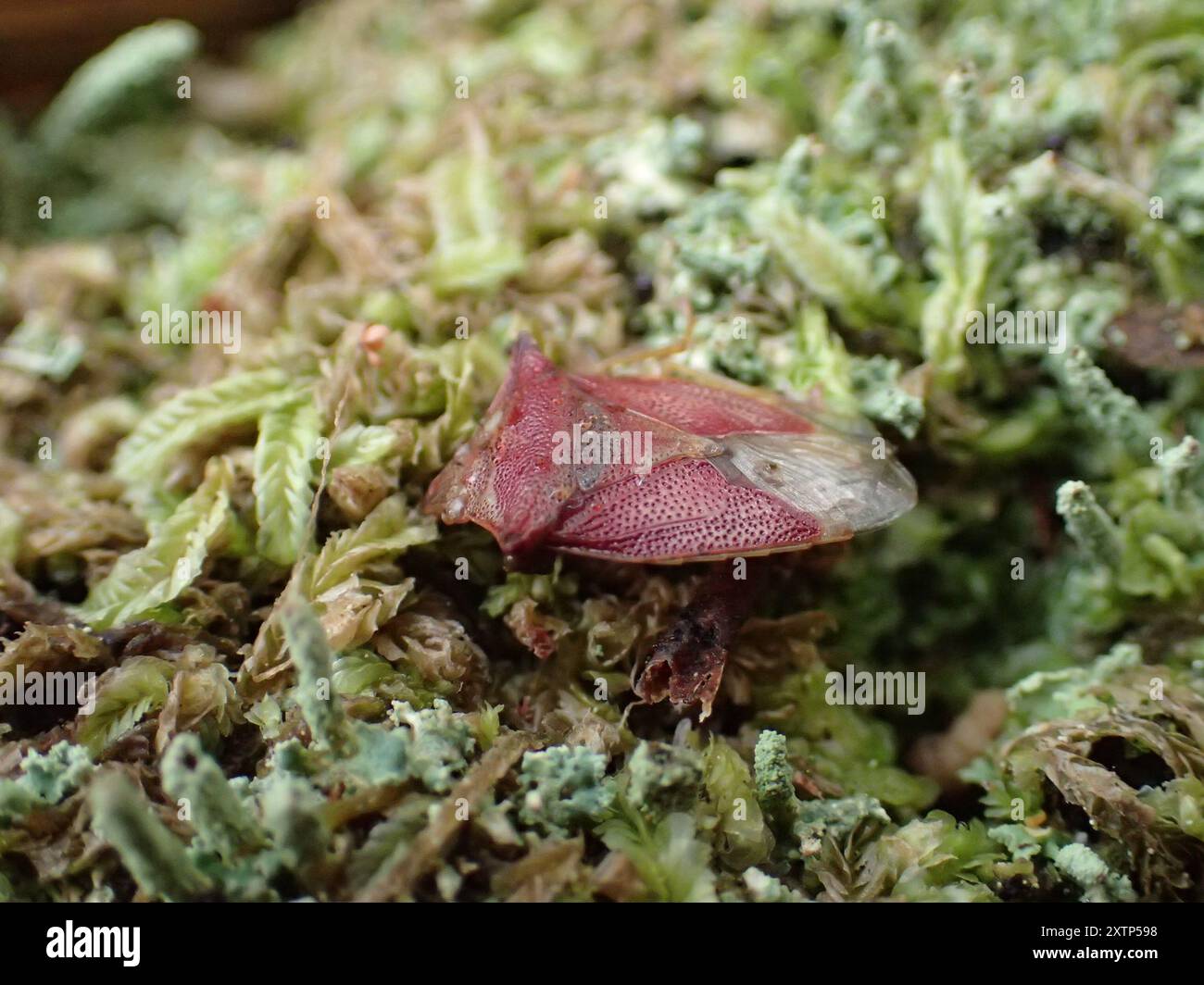 (Hiarchas angularis) Insecta Stock Photo - Alamy