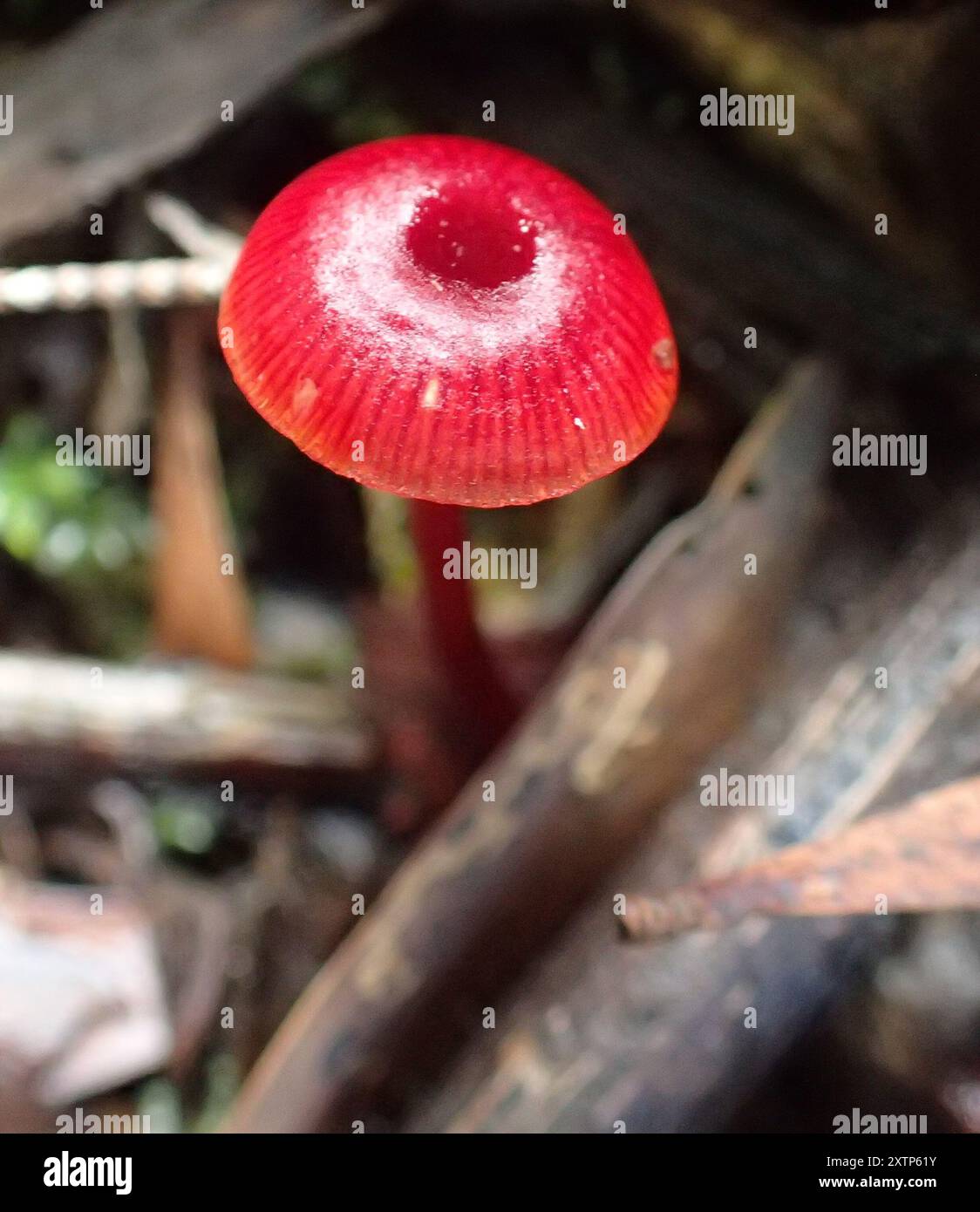 Ruby Bonnot ruby bonnet (Cruentomycena viscidocruenta) Fungi Stock Photo - Alamy