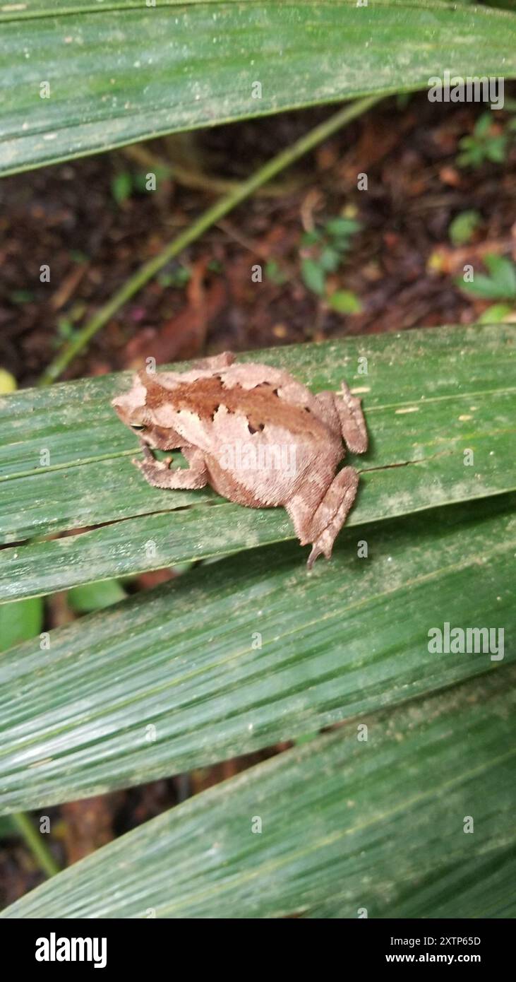 Forest Toad (Rhinella alata) Amphibia Stock Photo - Alamy