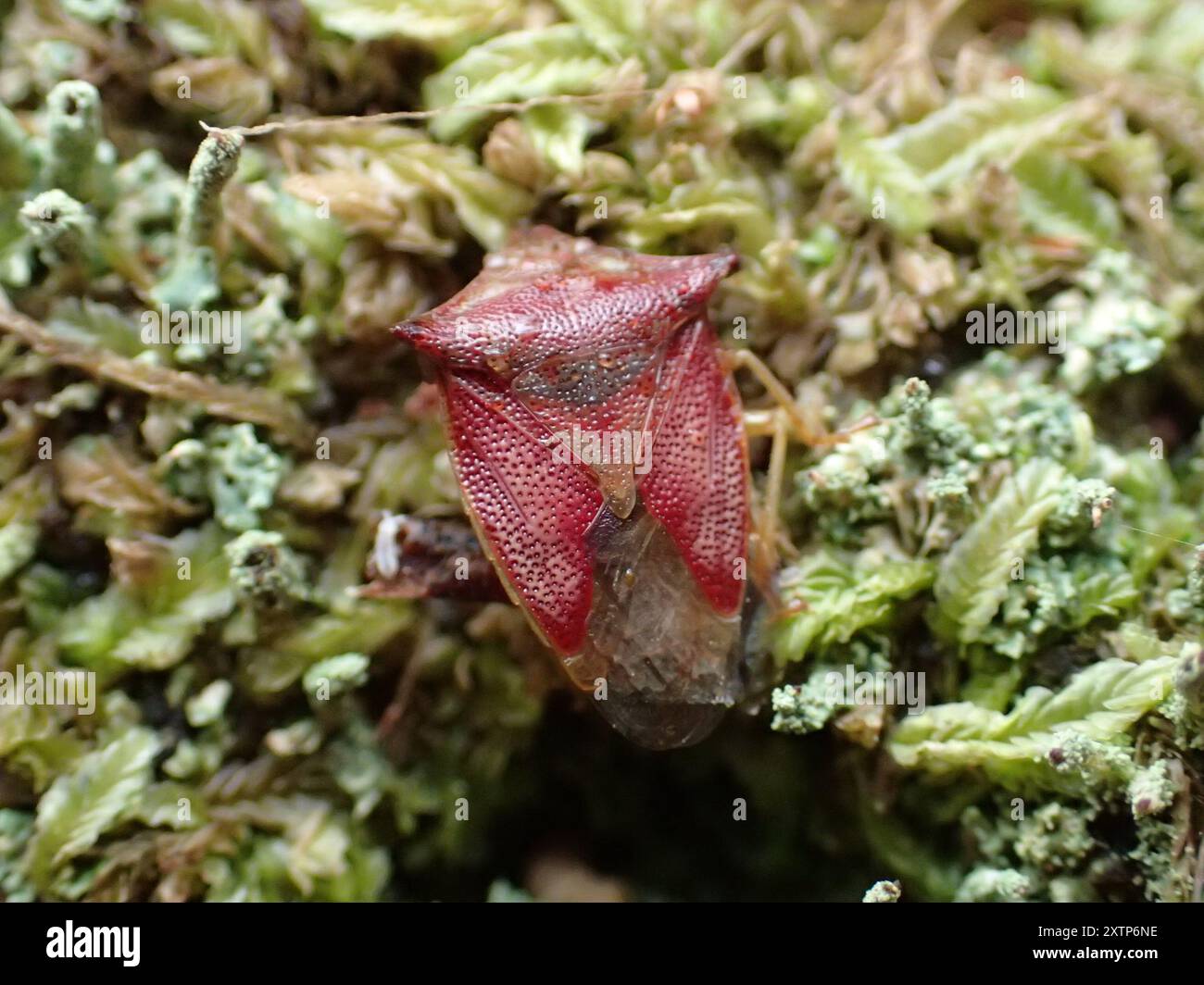 (Hiarchas angularis) Insecta Stock Photo - Alamy
