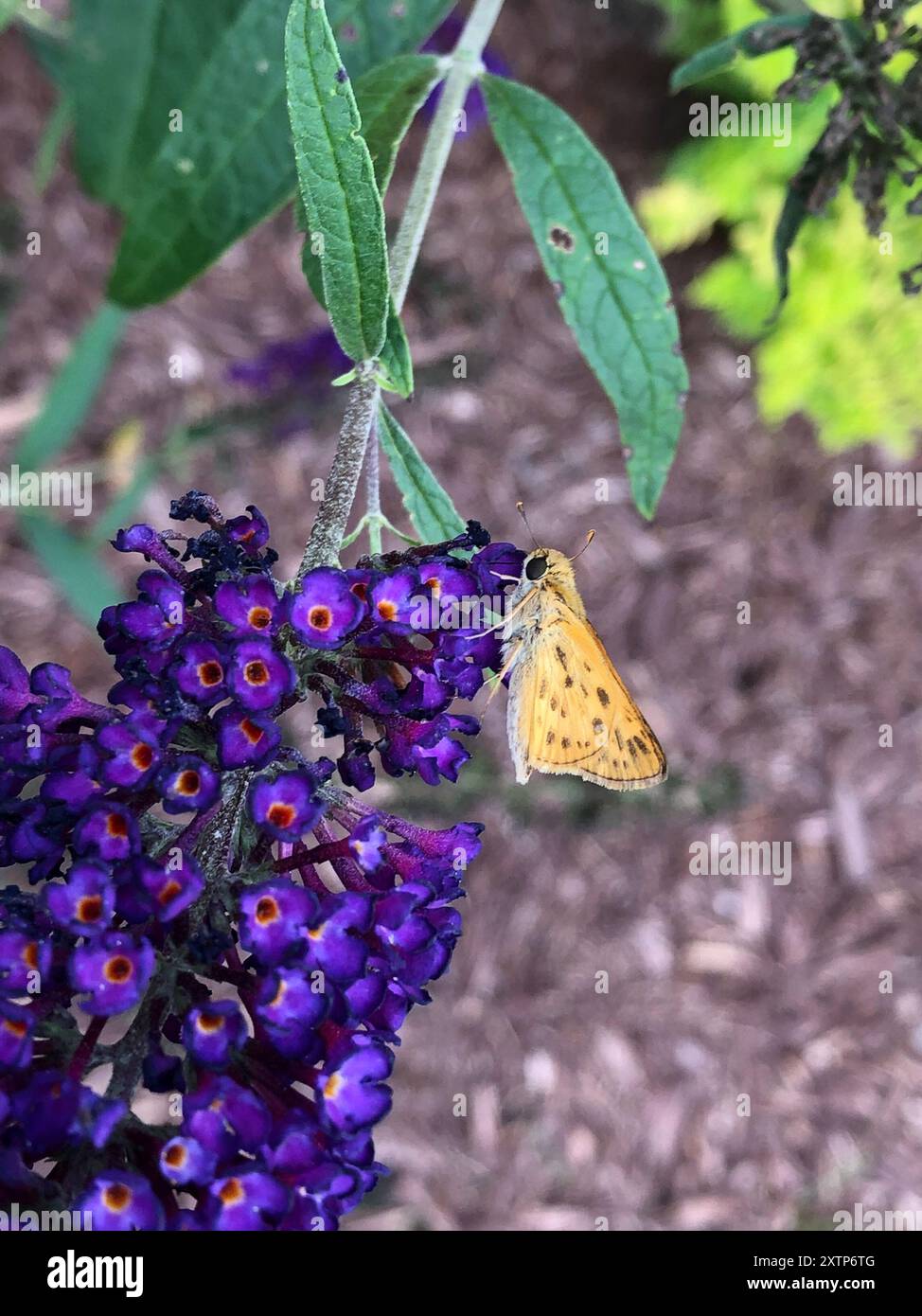 Fiery Skipper (Hylephila phyleus) Insecta Stock Photo - Alamy