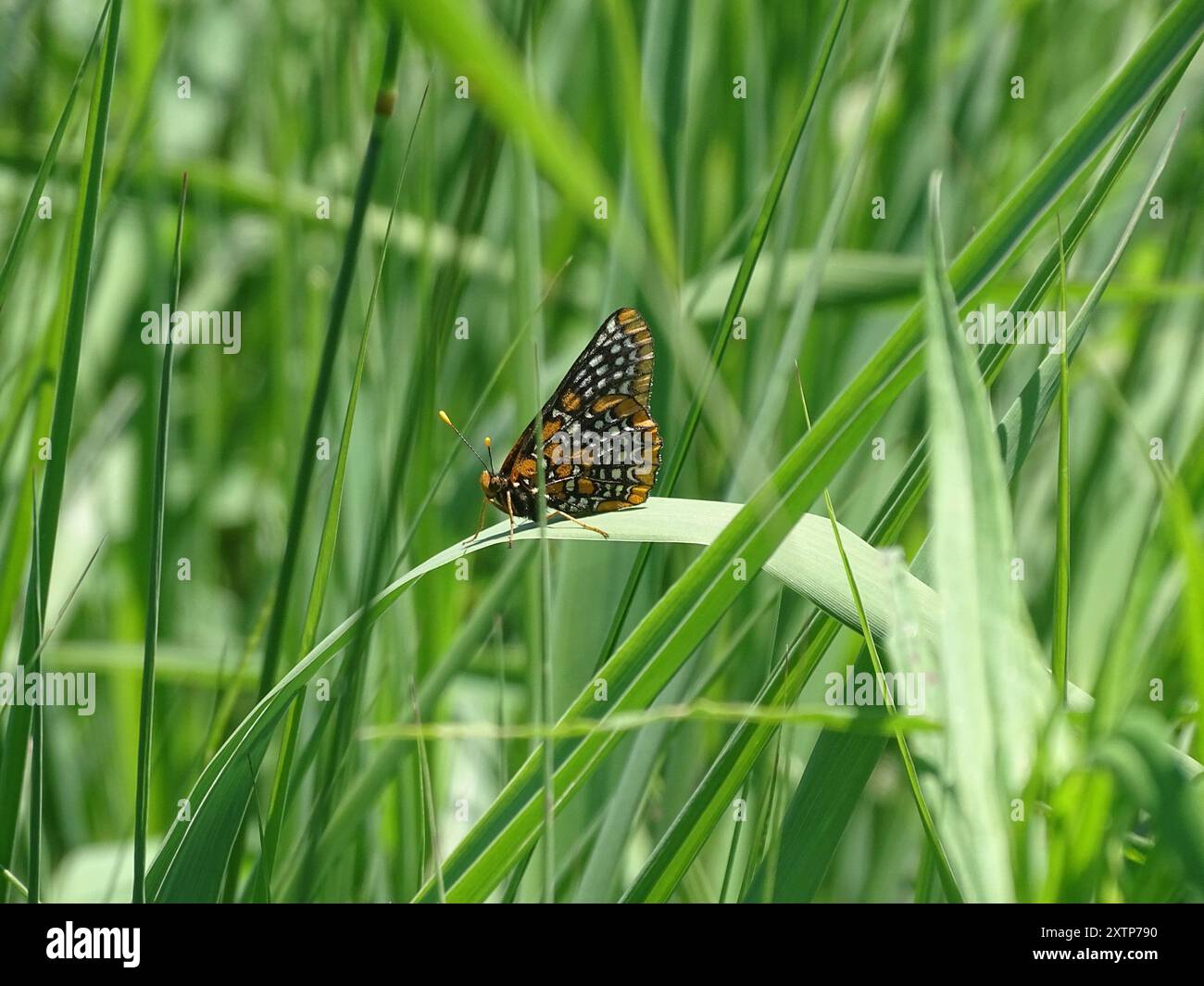 Baltimore Checkerspot (Euphydryas phaeton) Insecta Stock Photo - Alamy