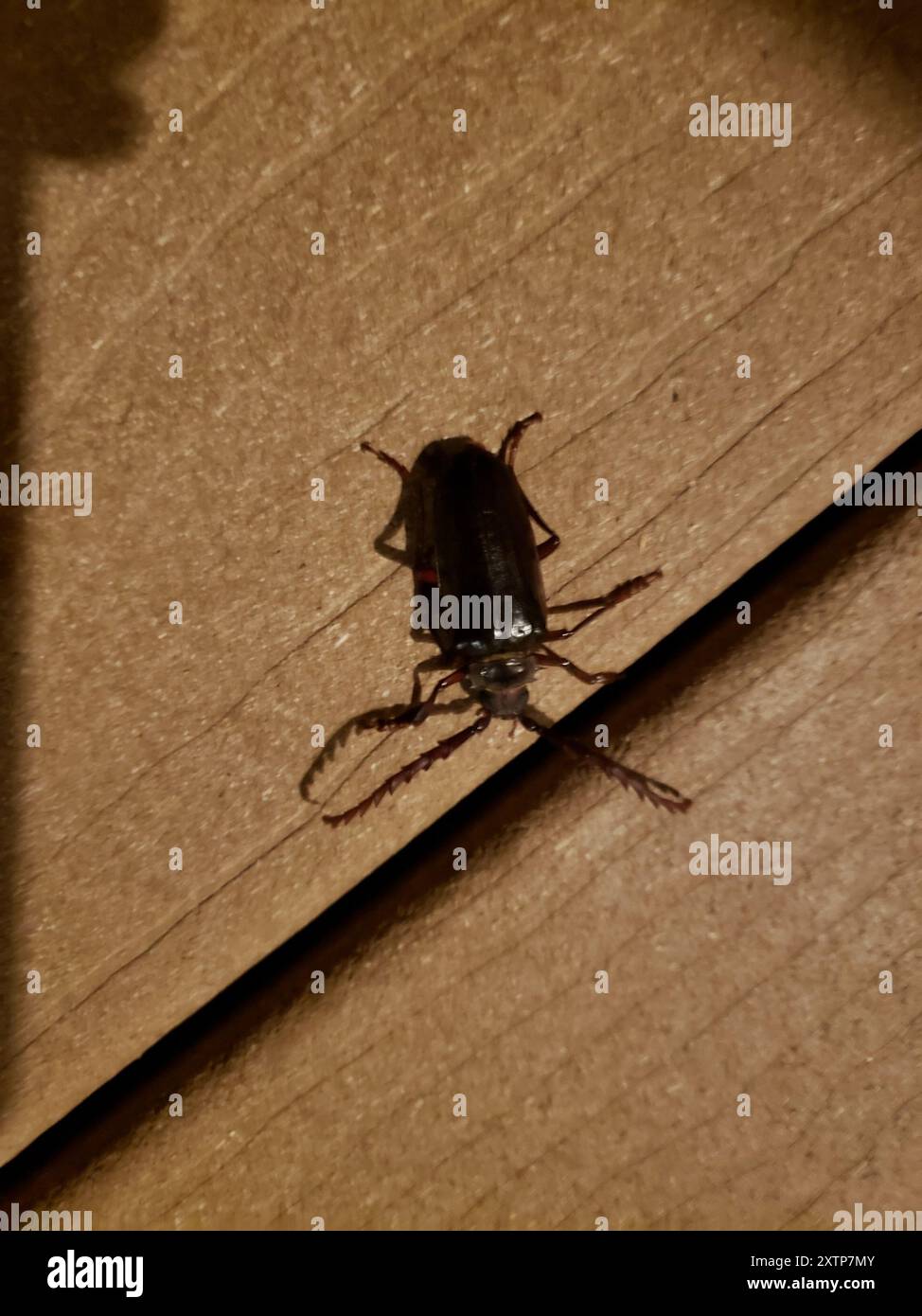 California Root Borer (Prionus californicus) Insecta Stock Photo - Alamy