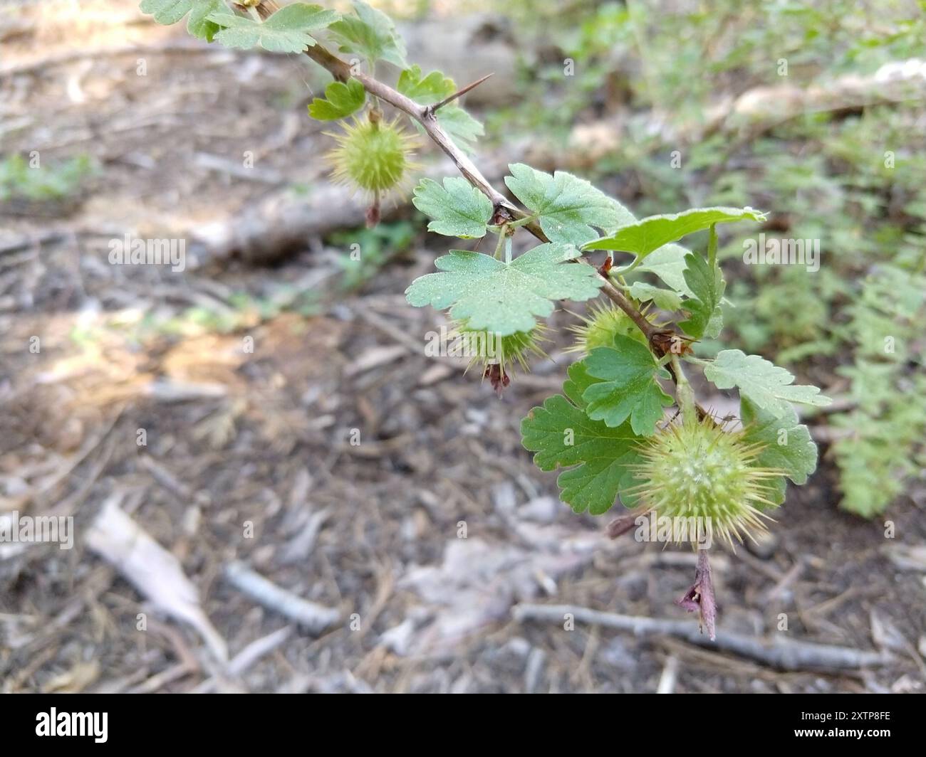 Sierra Gooseberry (Ribes roezlii) Plantae Stock Photo - Alamy