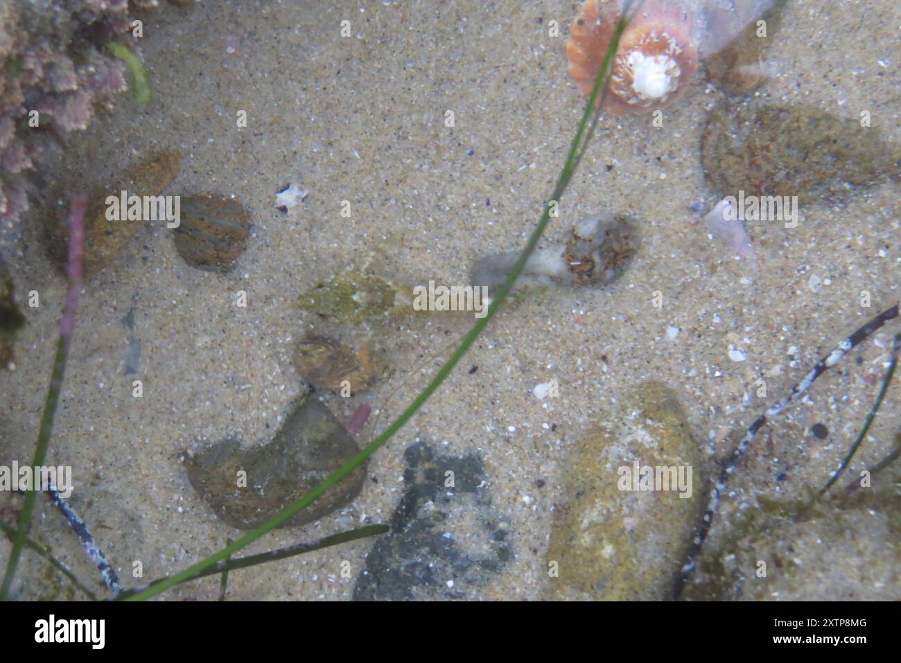 Sculpins and Allies (Cottoidei) Actinopterygii Stock Photo Alamy