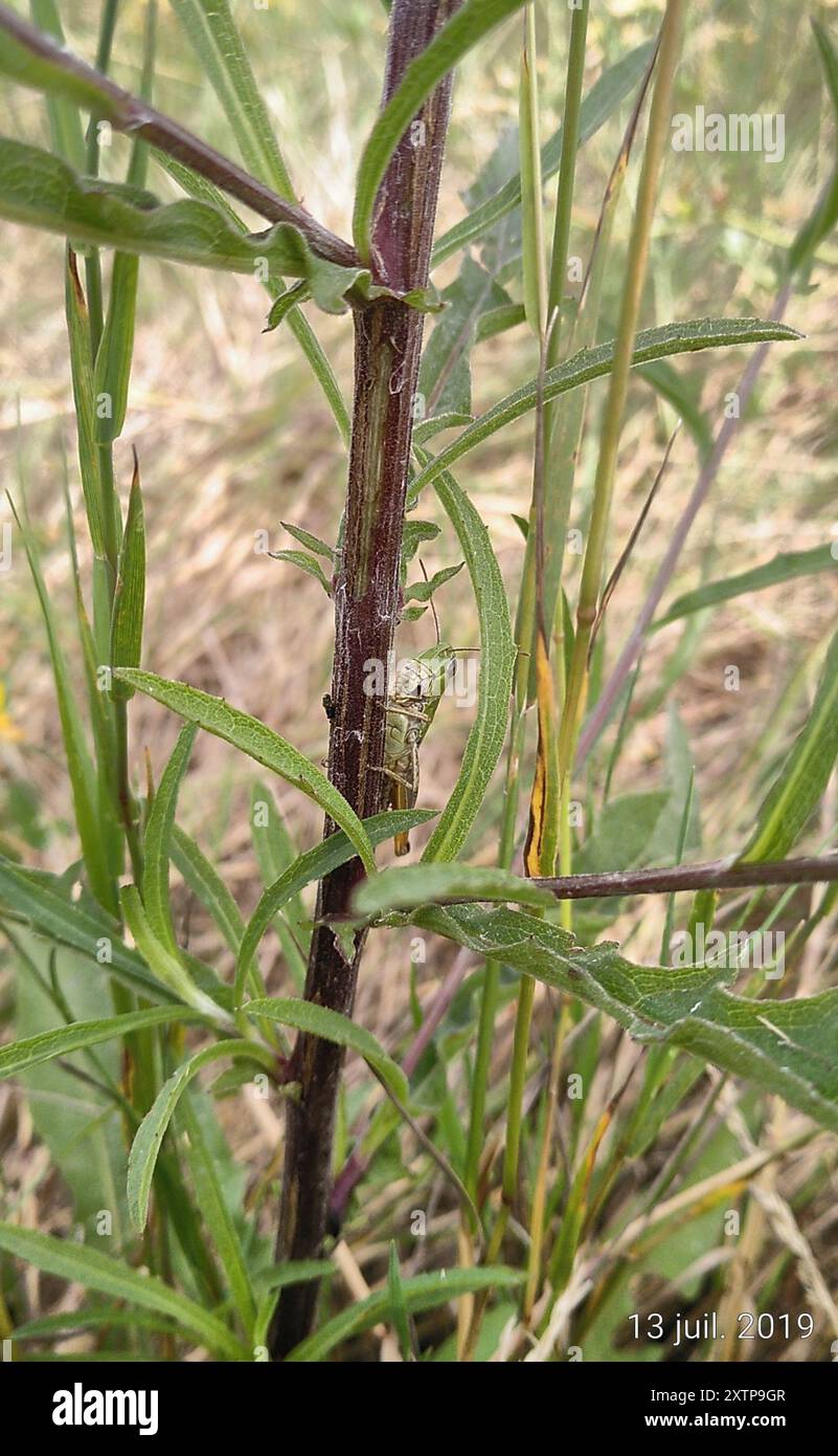 Meadow Grasshopper (Pseudochorthippus parallelus) Insecta Stock Photo ...