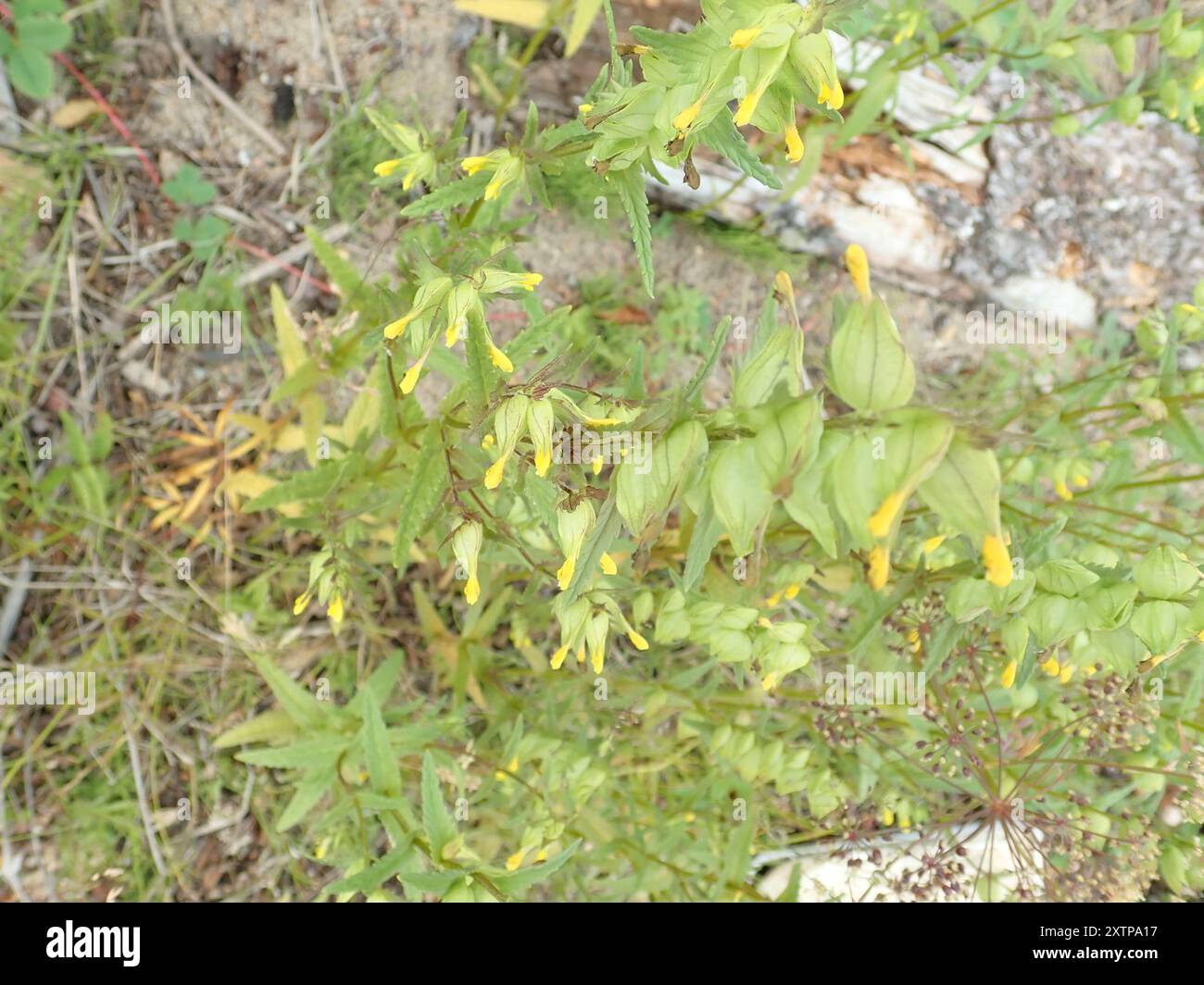 Little Yellow Rattle (Rhinanthus groenlandicus) Plantae Stock Photo - Alamy