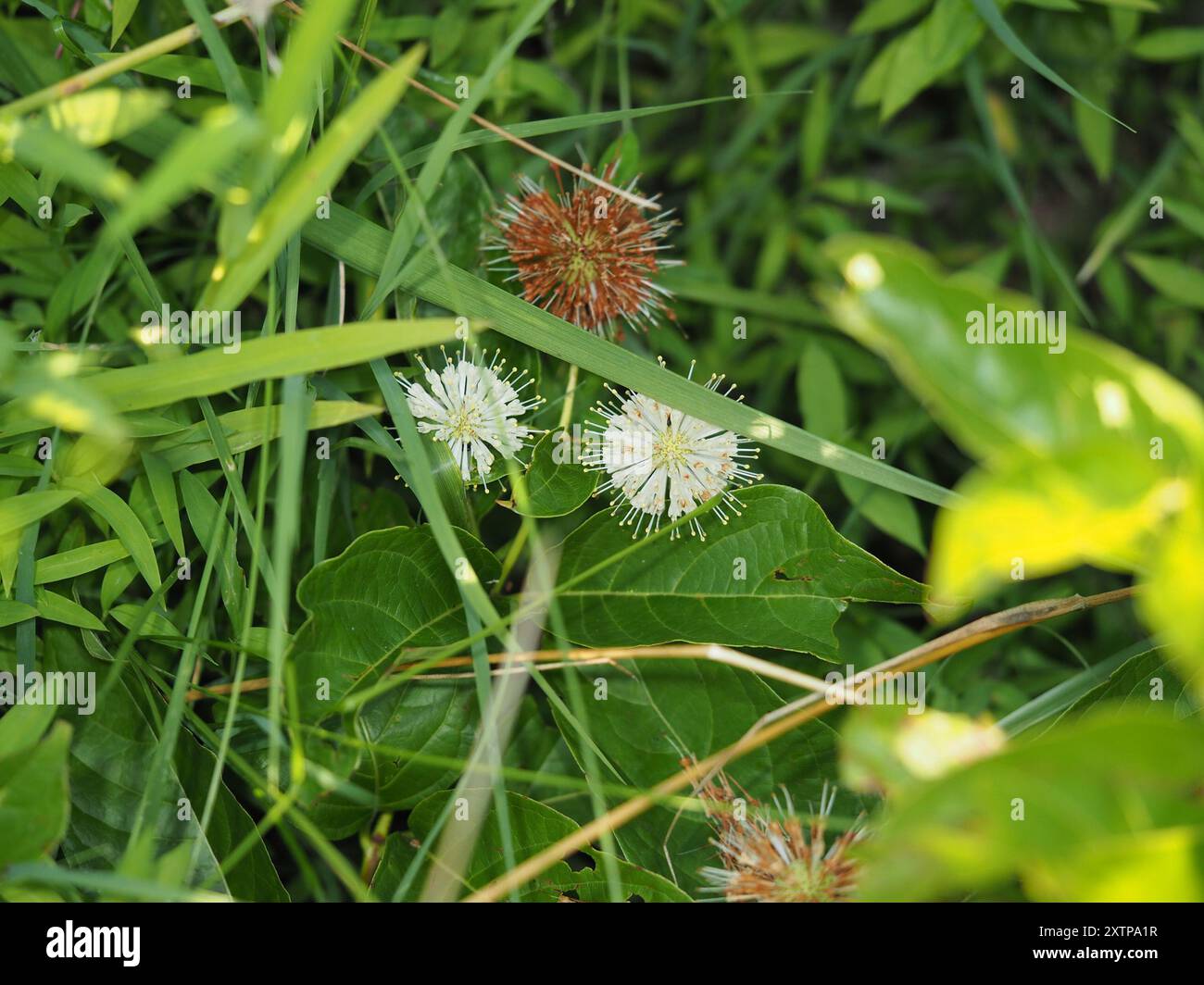 buttonbush (Cephalanthus occidentalis) Plantae Stock Photo - Alamy