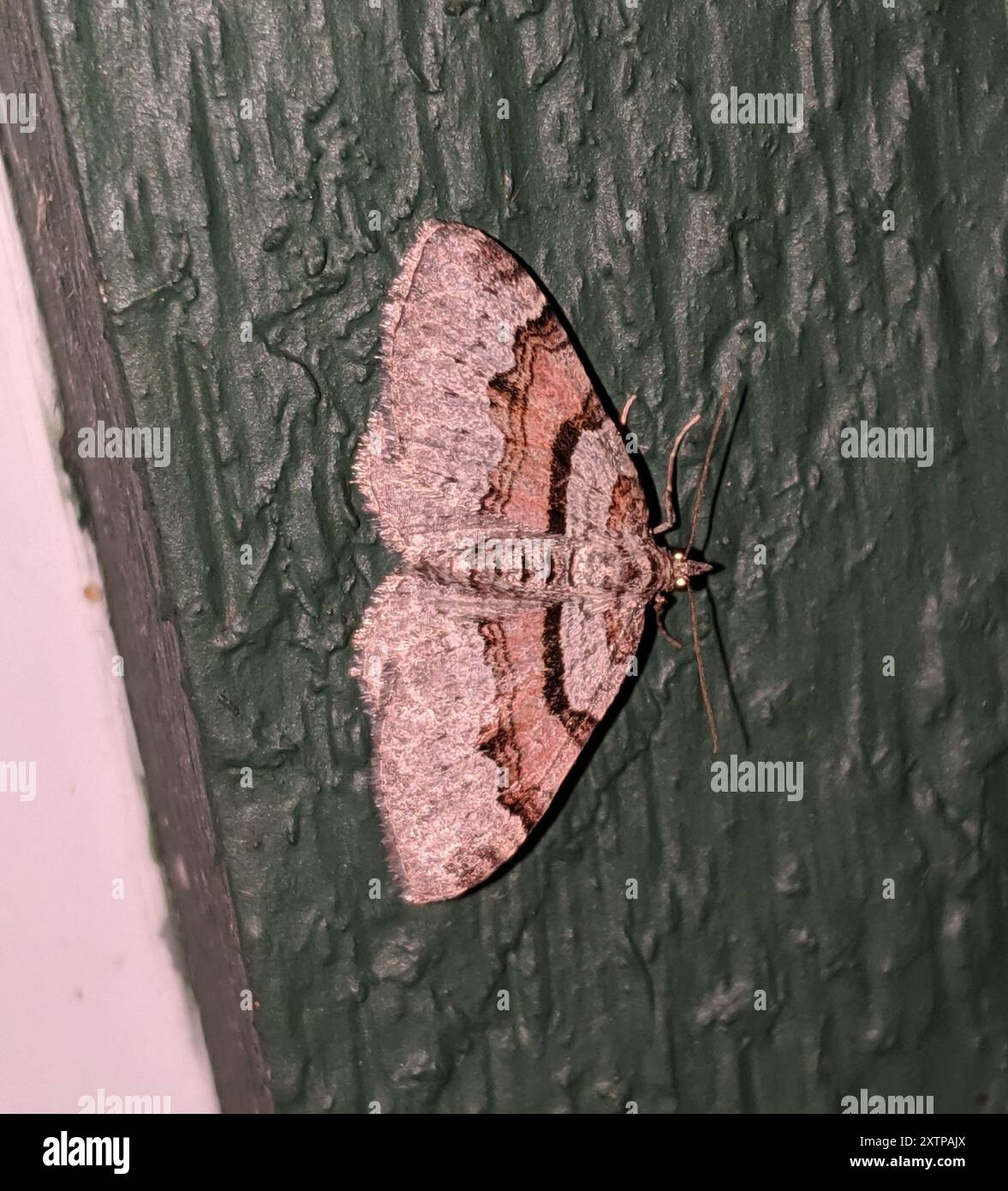Labrador Native Insects Labrador Carpet (Xanthorhoe labradorensis) Insecta Stock Photo - Alamy