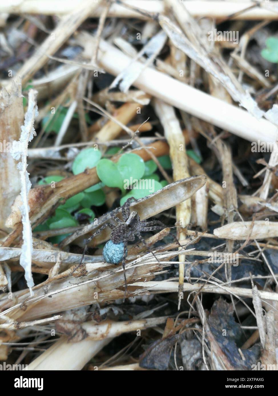 Common Forest Wolf Spider Complex (Pardosa lugubris) Arachnida Stock