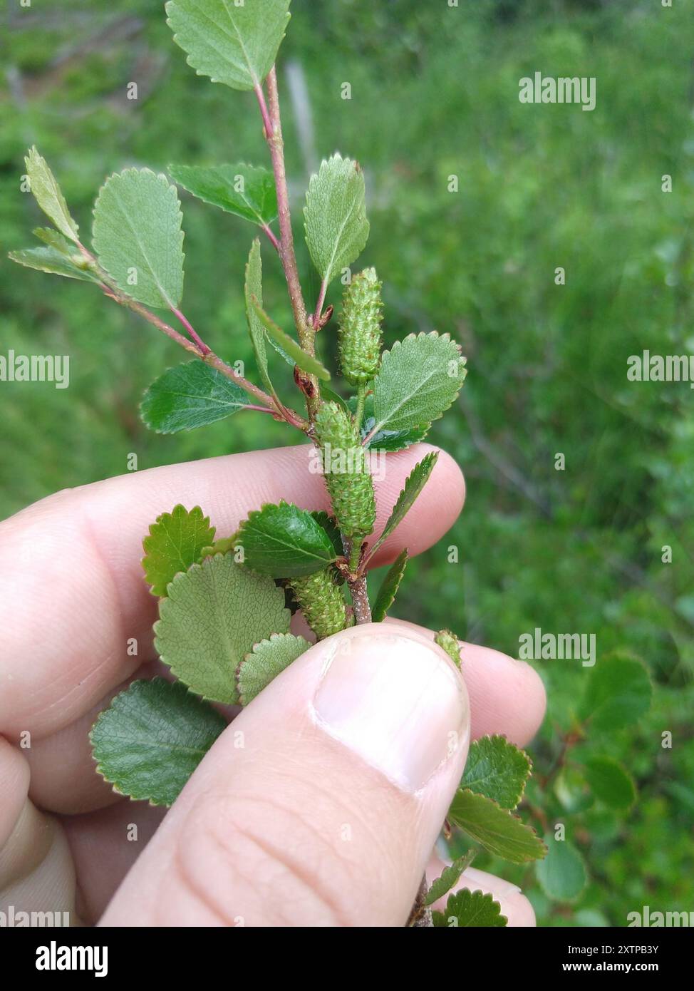 dwarf resin birch (Betula glandulosa) Plantae Stock Photo - Alamy