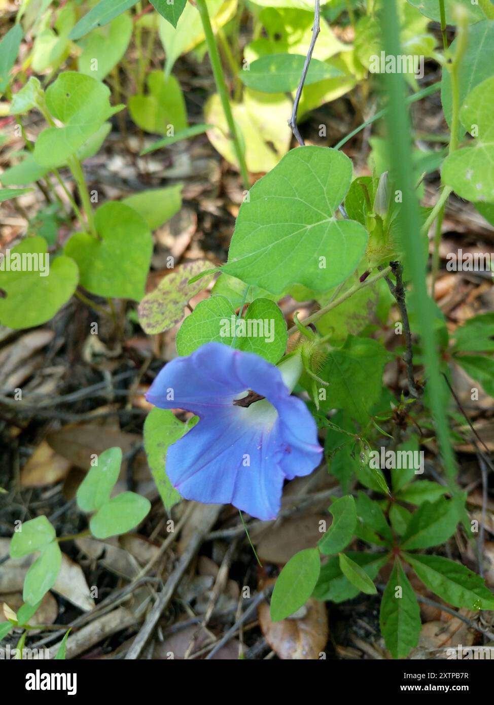 Trans Pecos Morning Glory in the Sonoran Desert